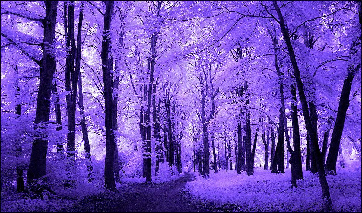 Purple Forest Wallpapers Top Free Purple Forest Backgrounds