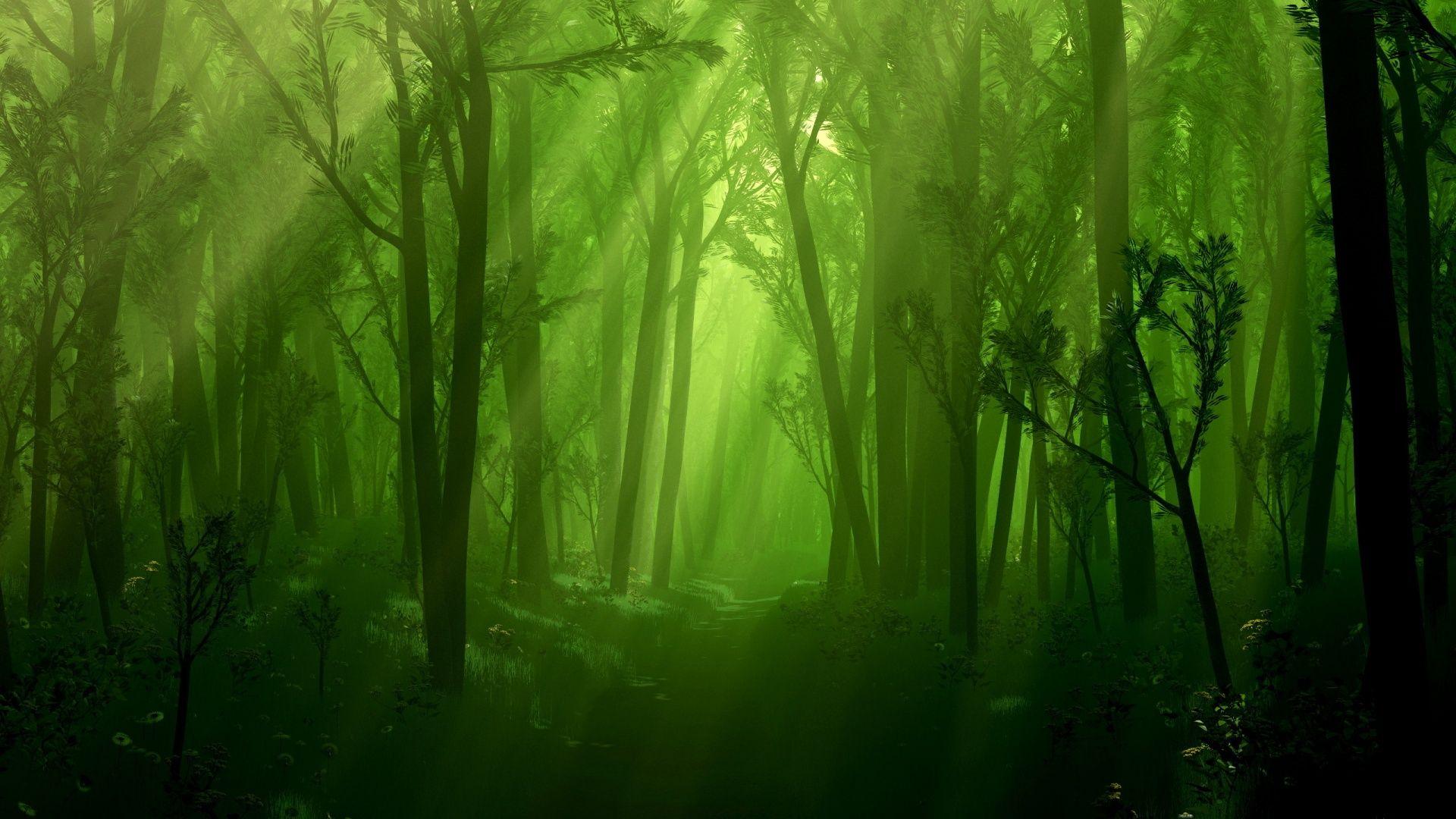 Dark Green Forest Wallpapers Top Free Dark Green Forest Backgrounds