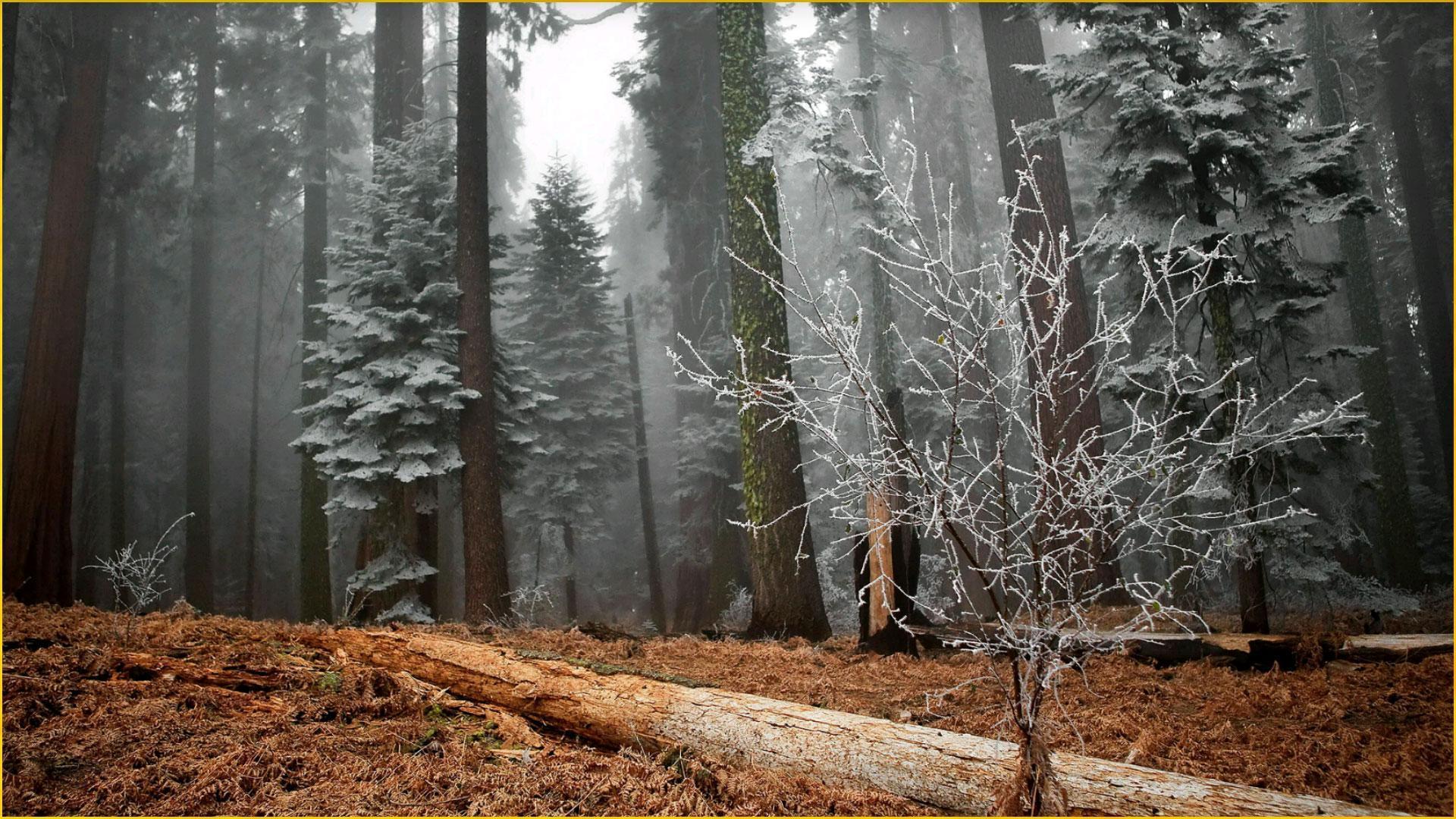 Gray Forest Wallpapers Top Free Gray Forest Backgrounds WallpaperAccess