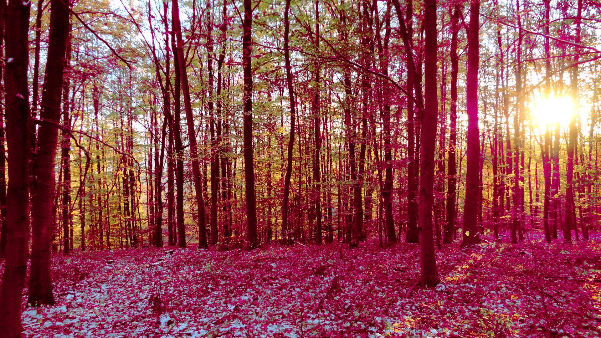 Pink Forest Wallpapers Top Free Pink Forest Backgrounds WallpaperAccess