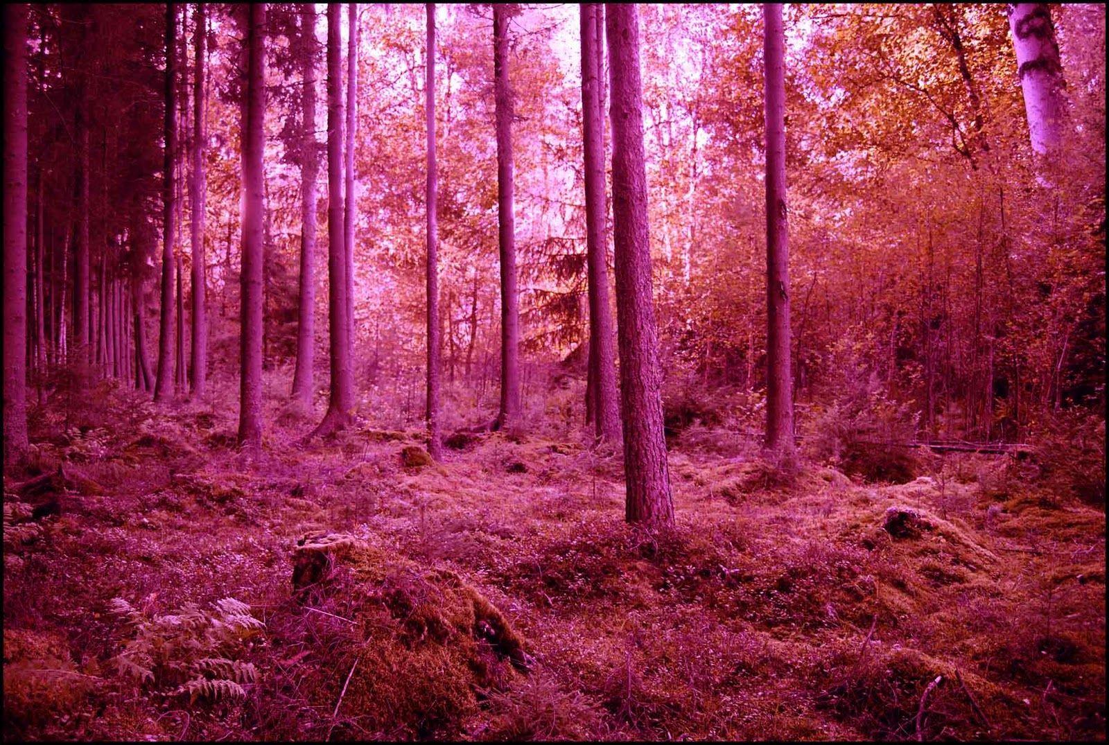 Pink Forest Wallpapers Top Free Pink Forest Backgrounds WallpaperAccess