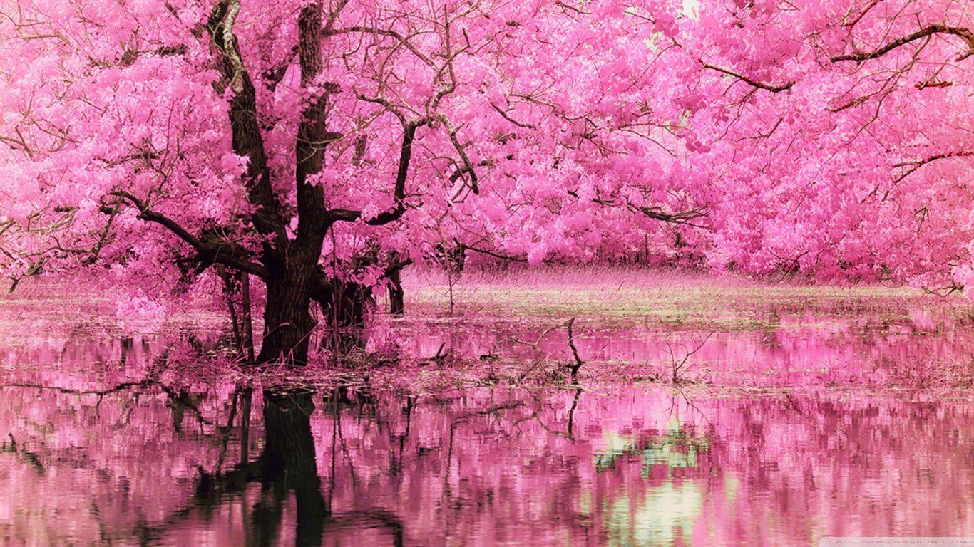 Pink Forest Wallpapers Top Free Pink Forest Backgrounds WallpaperAccess