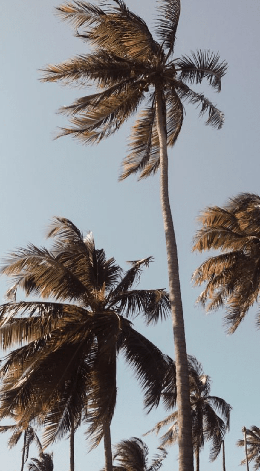 Aesthetic Palm Trees iPhone Wallpapers Top Free Aesthetic Palm Trees iPhone Backgrounds