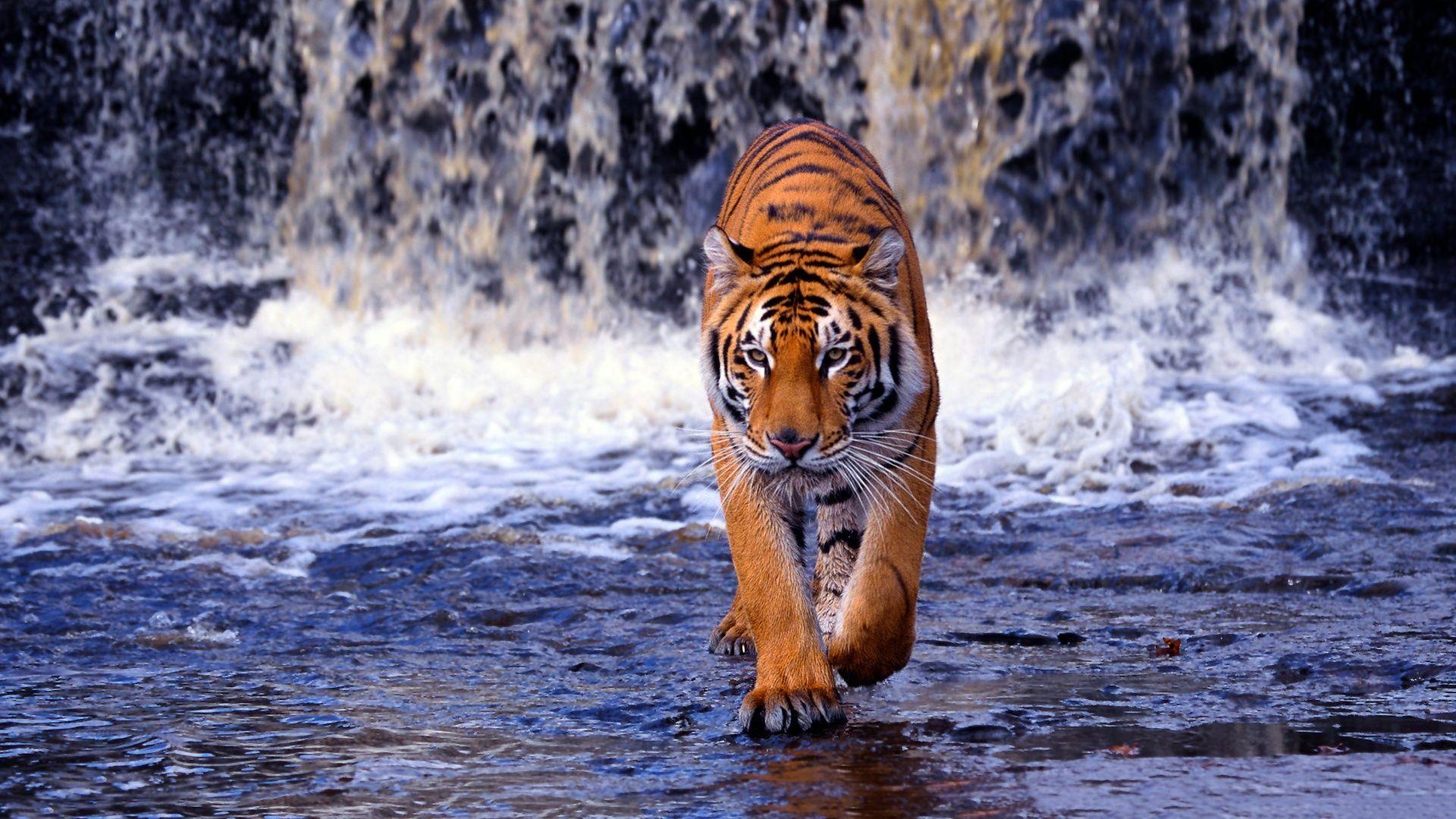Epic Tiger Wallpapers Top Free Epic Tiger Backgrounds WallpaperAccess