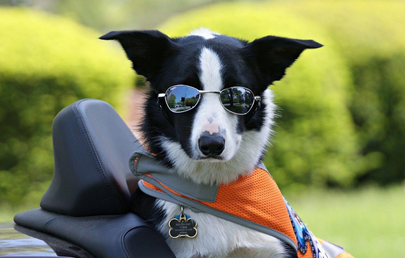 Dog with Glasses Wallpapers Top Free Dog with Glasses Backgrounds