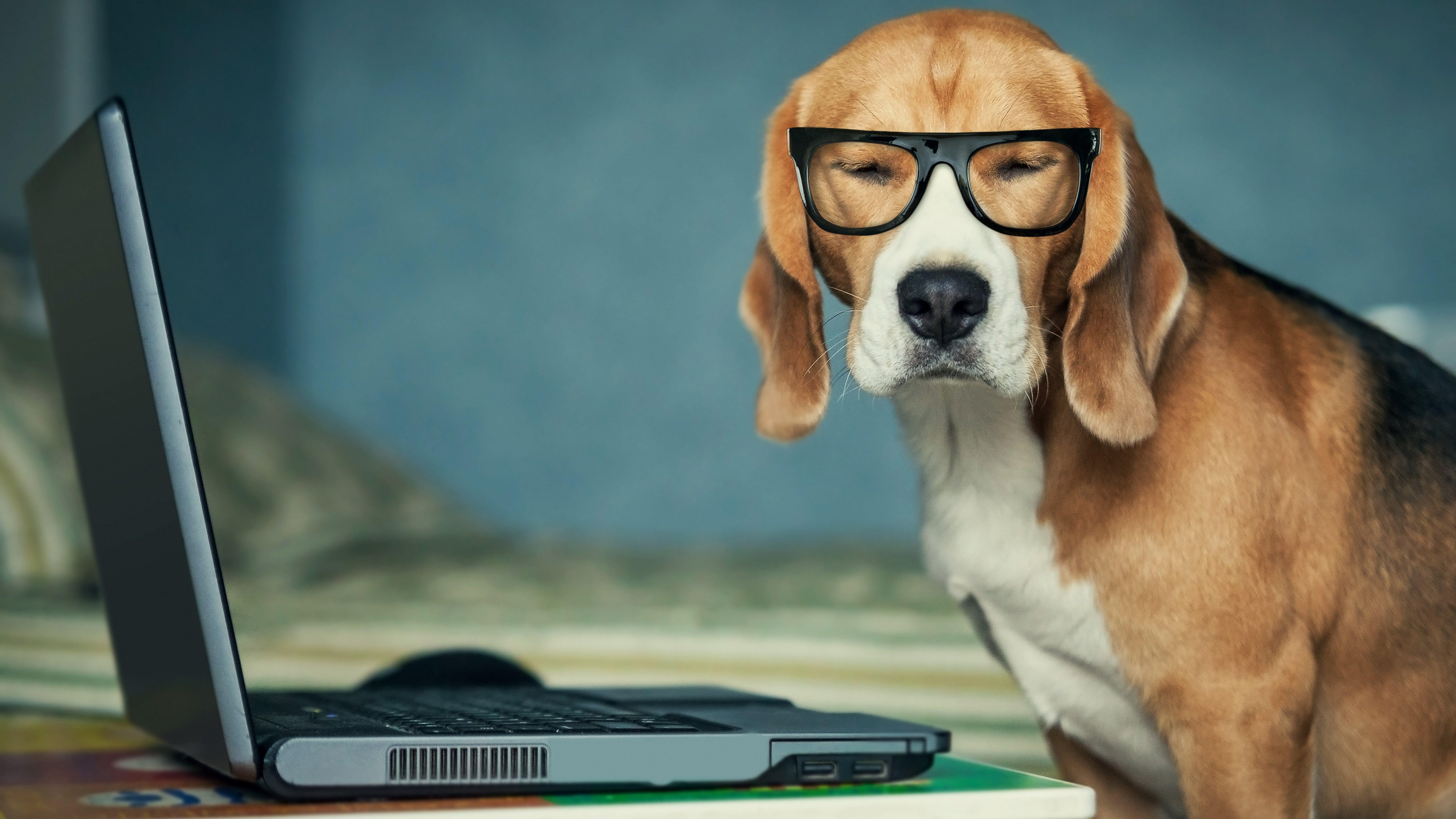 Dog with Glasses Wallpapers Top Free Dog with Glasses Backgrounds