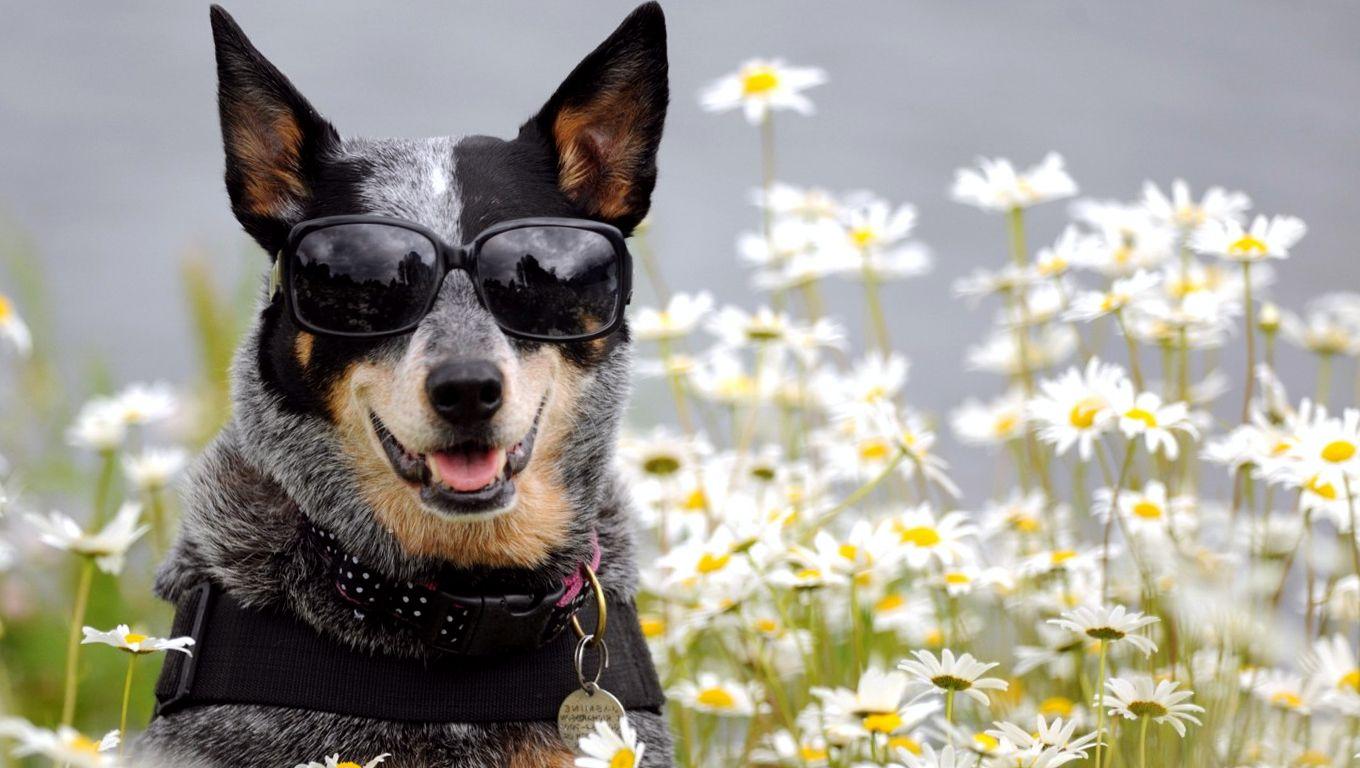 Dog with Glasses Wallpapers Top Free Dog with Glasses Backgrounds