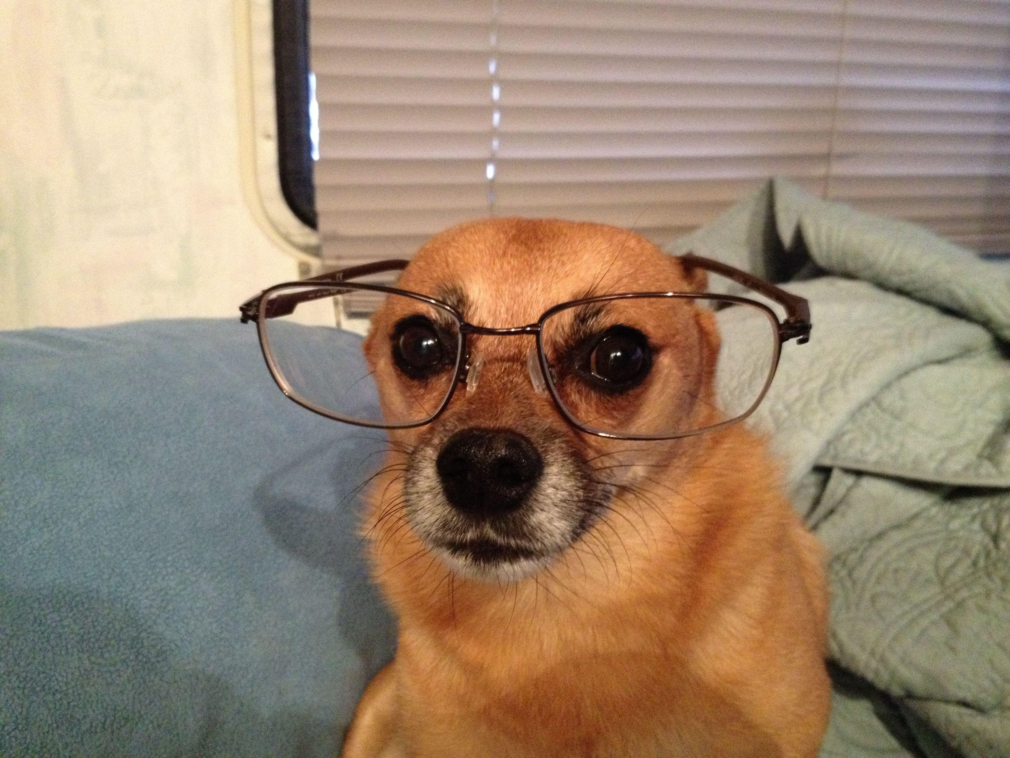 Dog with Glasses Wallpapers Top Free Dog with Glasses Backgrounds