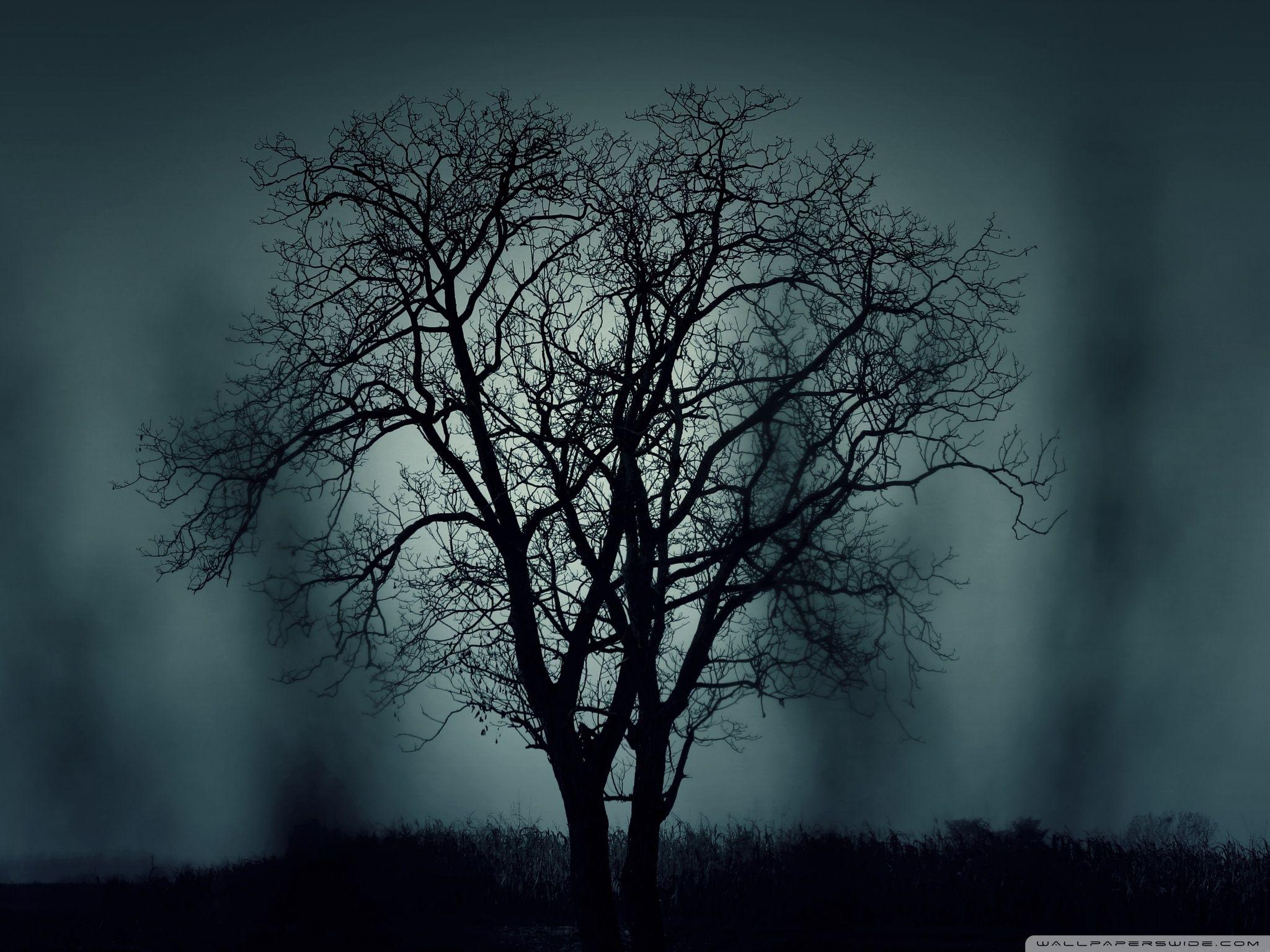 Mystery Wallpapers Top Free Mystery Backgrounds WallpaperAccess