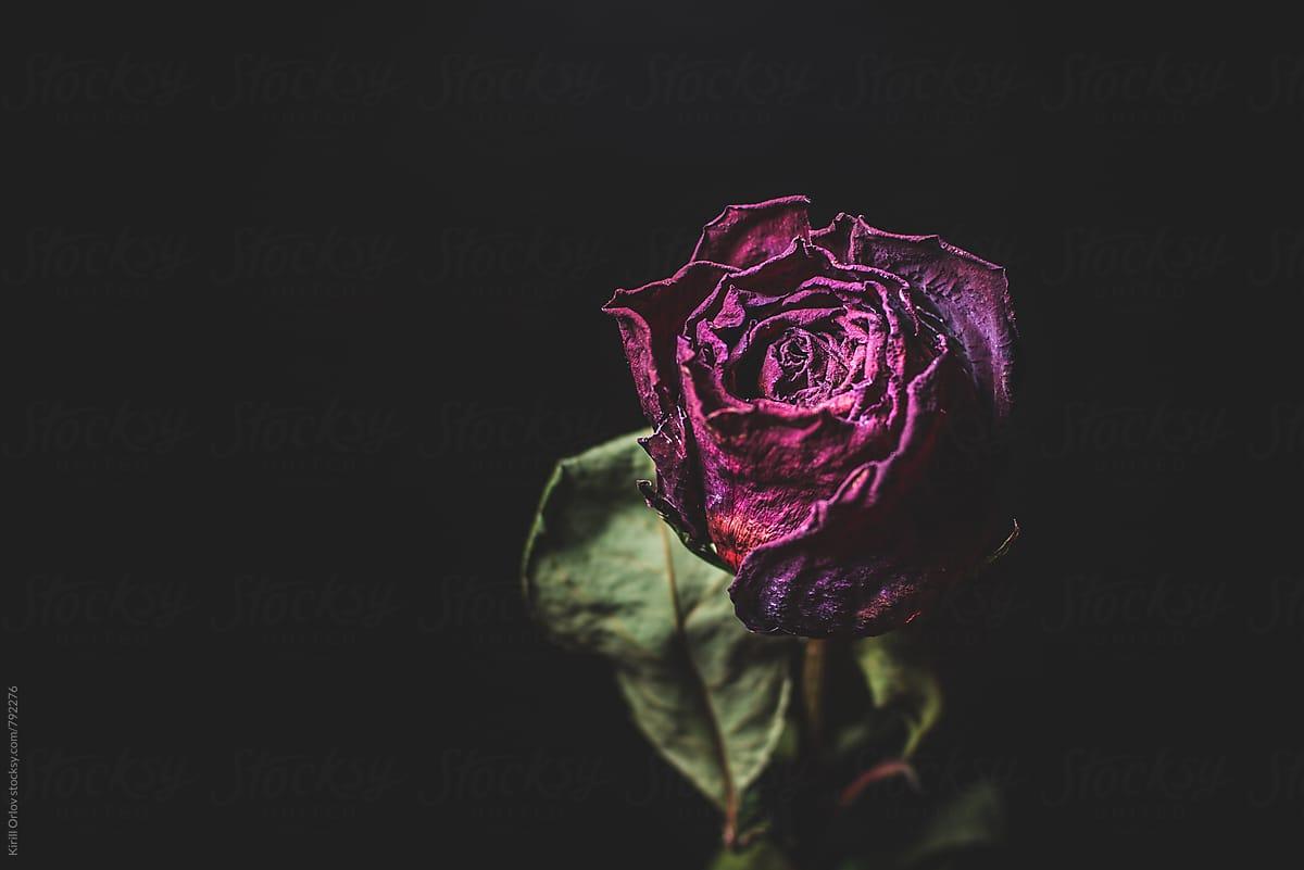 Dead Rose Wallpapers Top Free Dead Rose Backgrounds WallpaperAccess