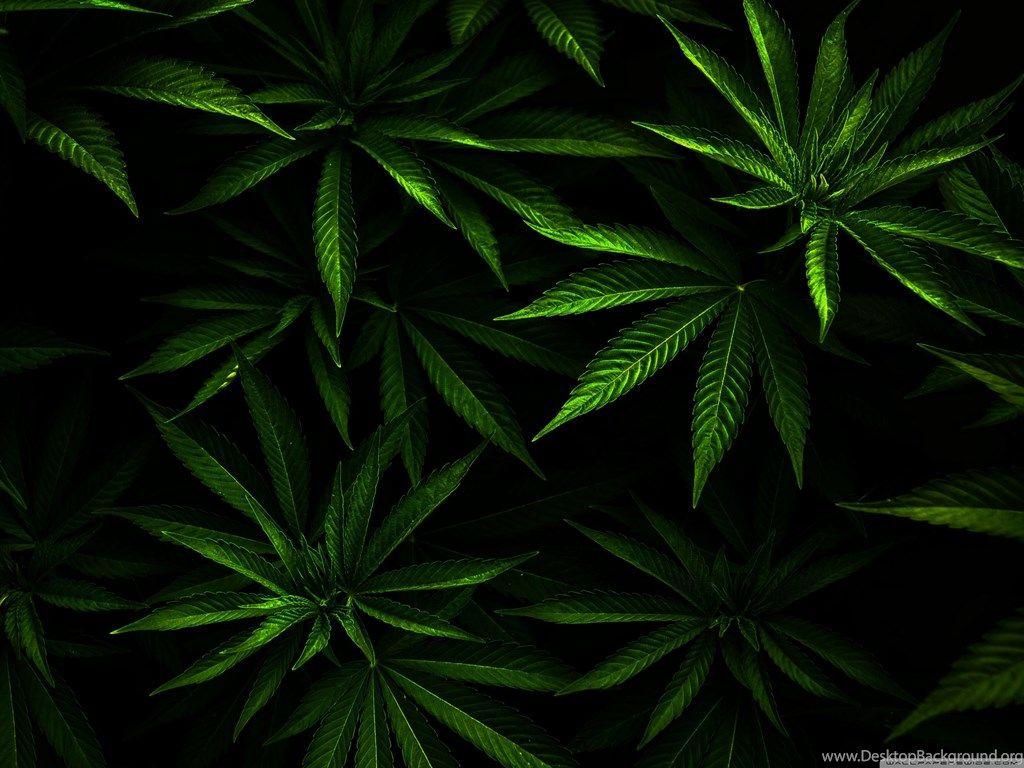 Ganja Wallpapers Top Free Ganja Backgrounds WallpaperAccess