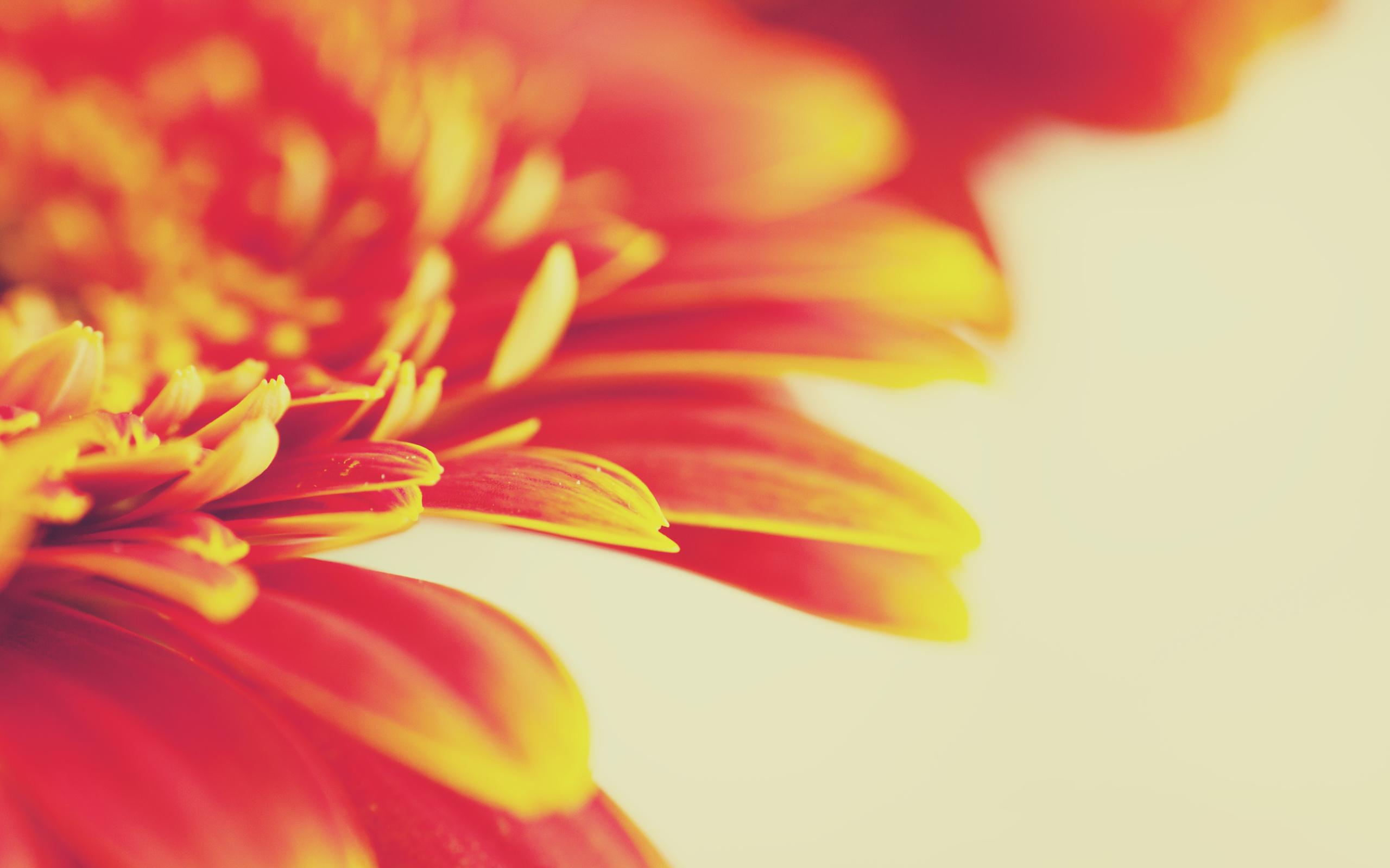 Red Orange Wallpapers Top Free Red Orange Backgrounds WallpaperAccess