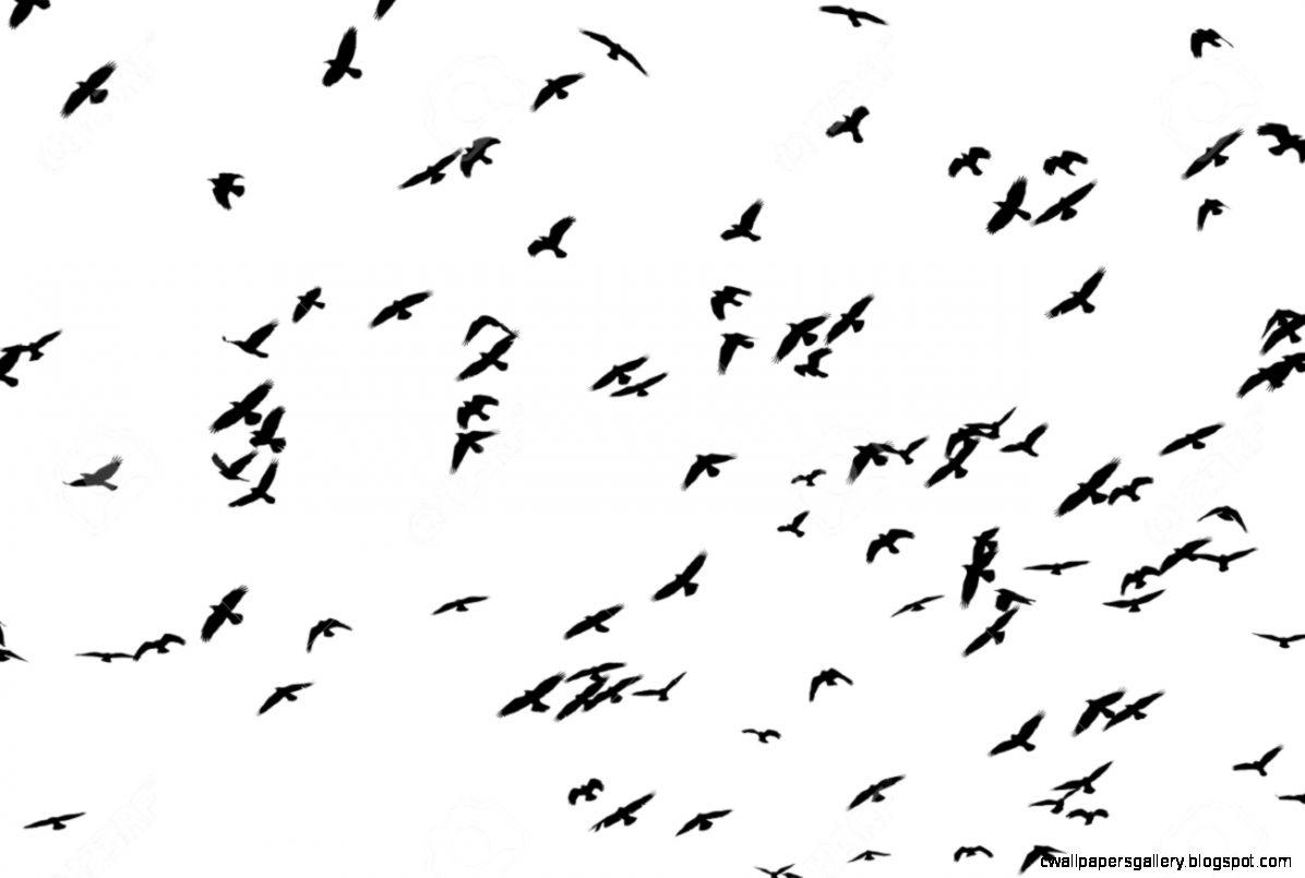 Black Bird Wallpapers Top Free Black Bird Backgrounds WallpaperAccess