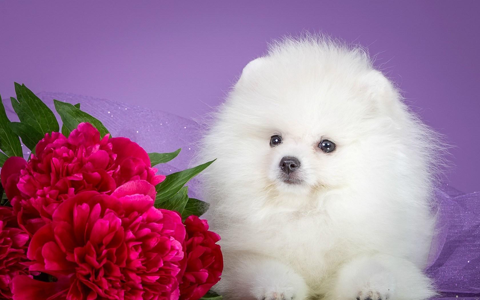 Fluffy Wallpapers Top Free Fluffy Backgrounds WallpaperAccess