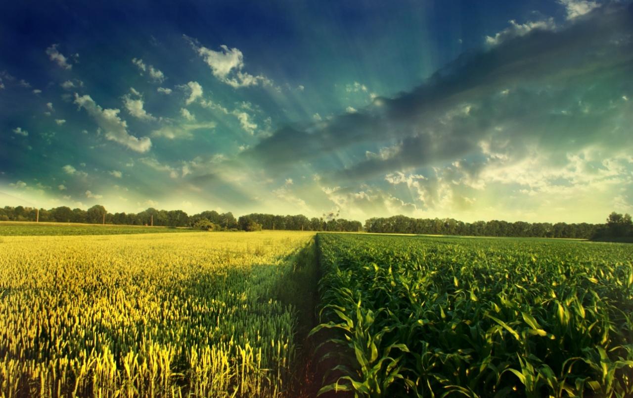 Cornfield Wallpapers Top Free Cornfield Backgrounds WallpaperAccess