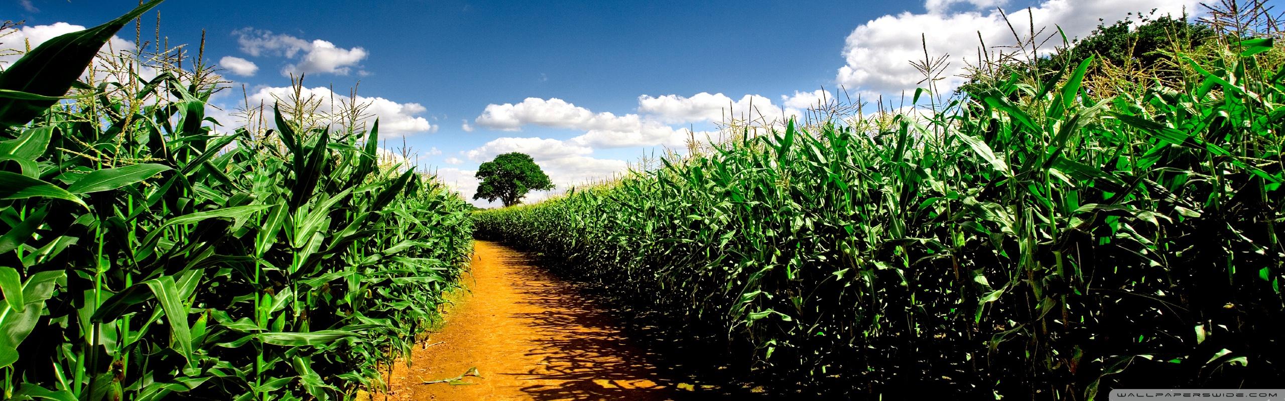 Corn Field Wallpapers Top Free Corn Field Backgrounds WallpaperAccess