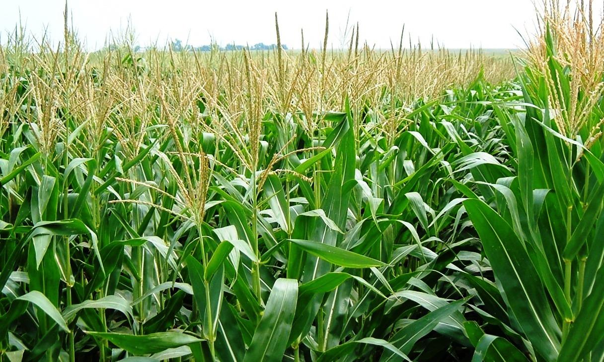 Corn Field Wallpapers Top Free Corn Field Backgrounds WallpaperAccess