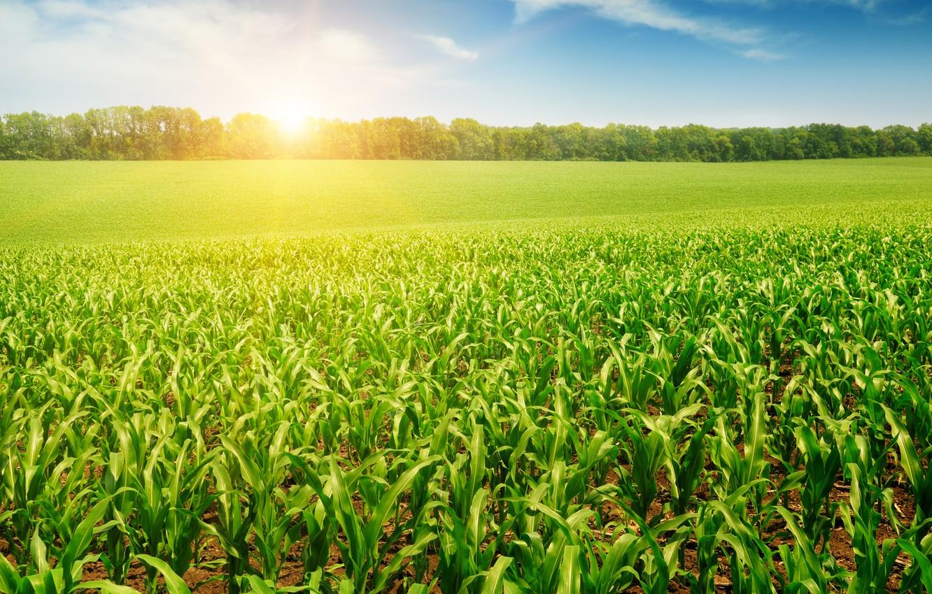 Corn Field Wallpapers Top Free Corn Field Backgrounds WallpaperAccess
