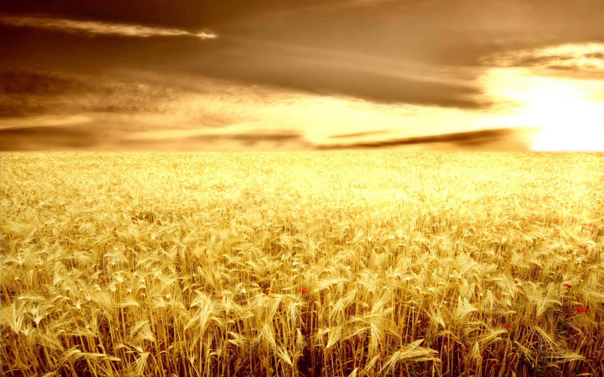 Corn Field Wallpapers Top Free Corn Field Backgrounds WallpaperAccess