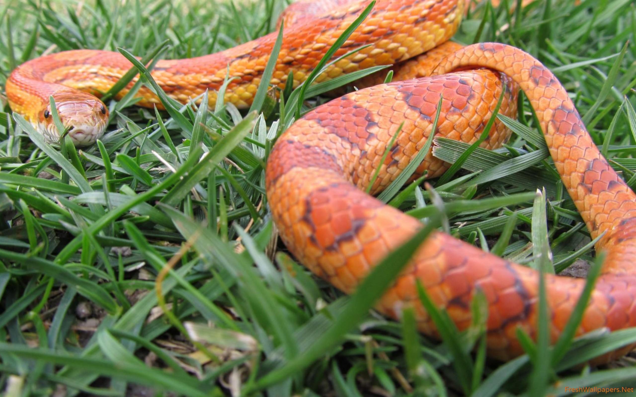 Corn Snake Wallpapers Top Free Corn Snake Backgrounds WallpaperAccess