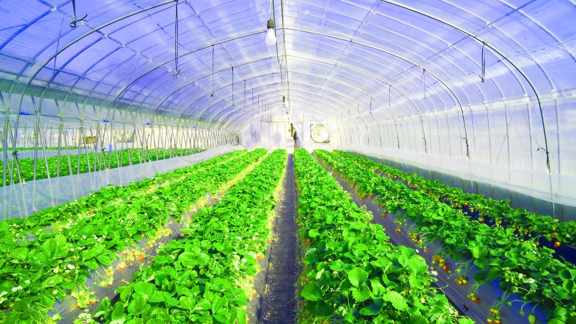 Greenhouse Wallpapers Top Free Greenhouse Backgrounds WallpaperAccess