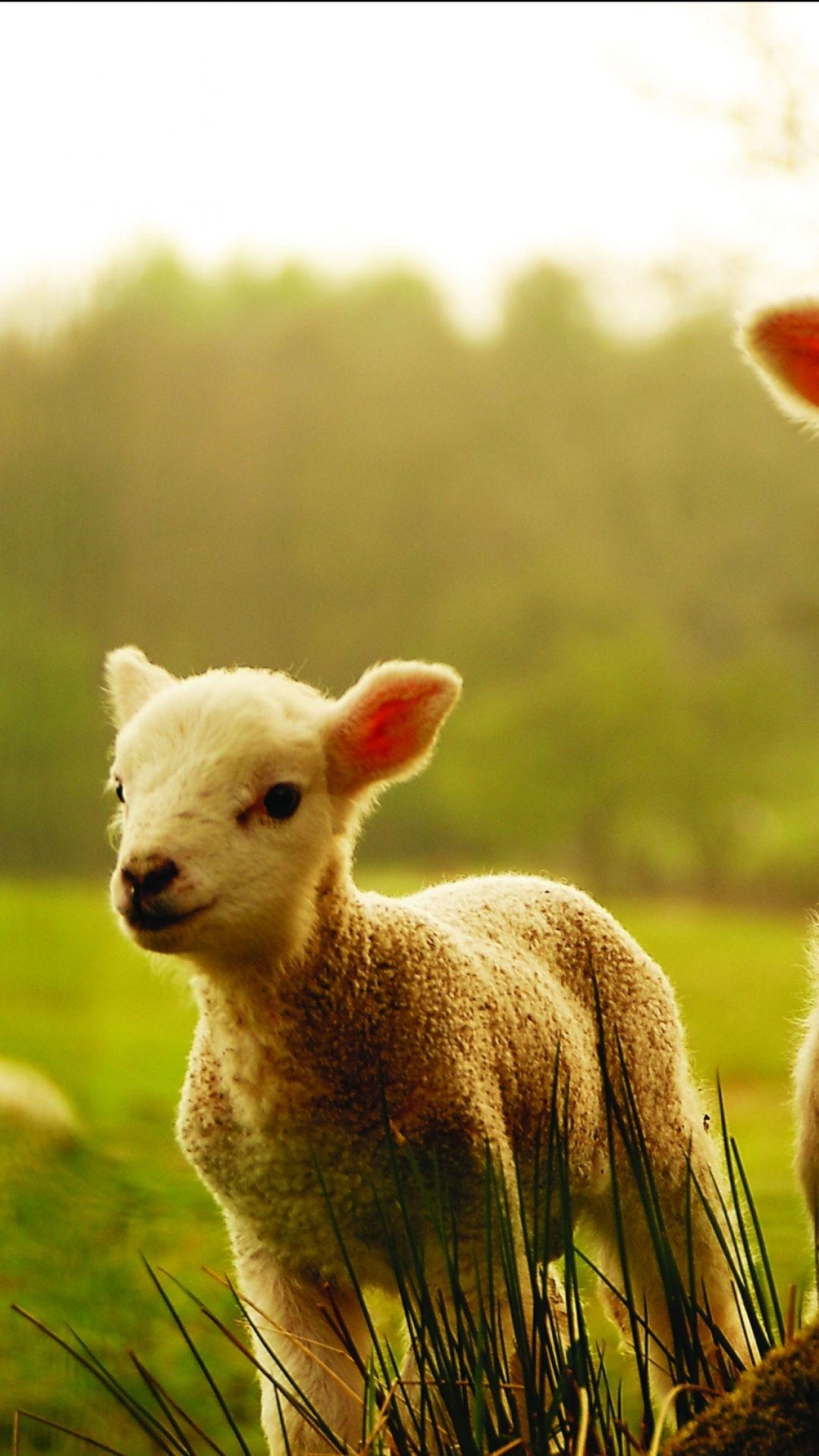 Baby Sheep Wallpapers Top Free Baby Sheep Backgrounds WallpaperAccess