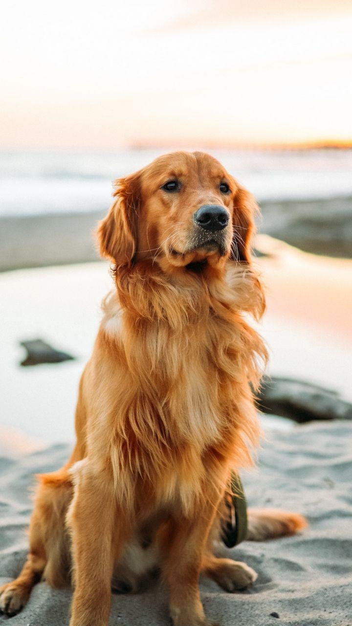 Dogs iPhone Wallpapers Top Free Dogs iPhone Backgrounds WallpaperAccess