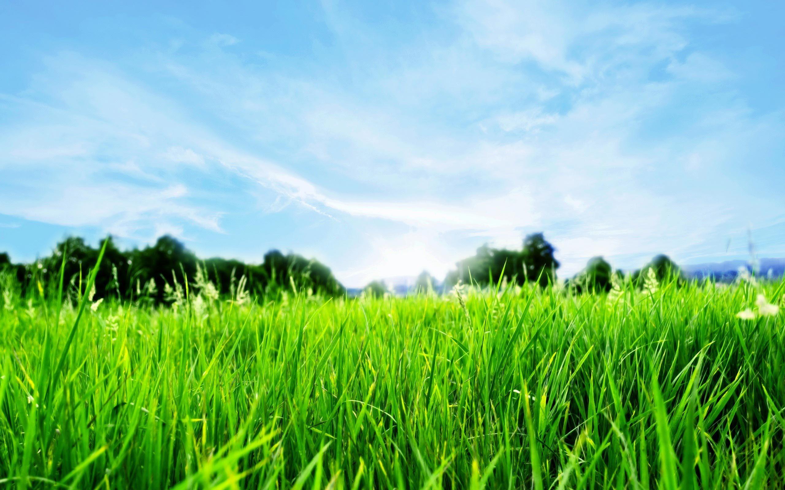 Green Grass Wallpapers Top Free Green Grass Backgrounds WallpaperAccess