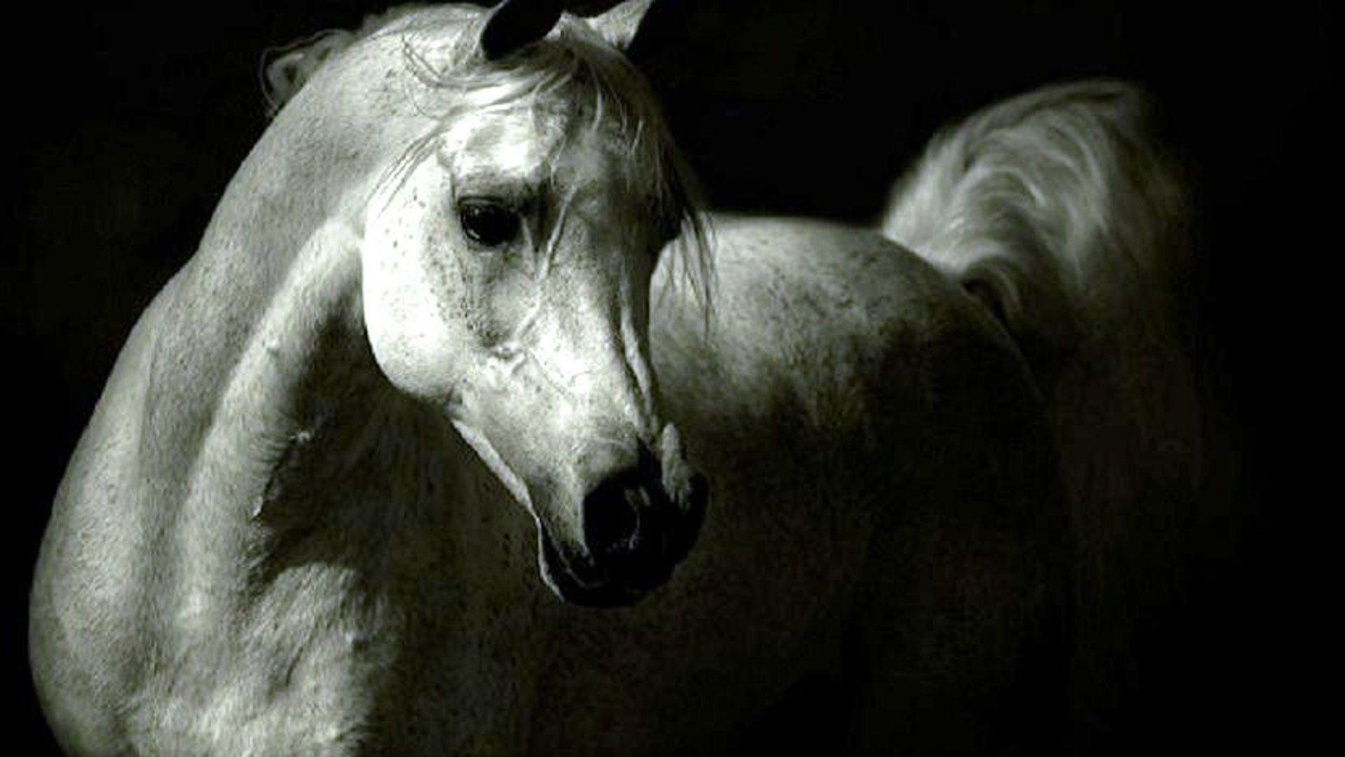 Arabian Horse Wallpapers Top Free Arabian Horse Backgrounds