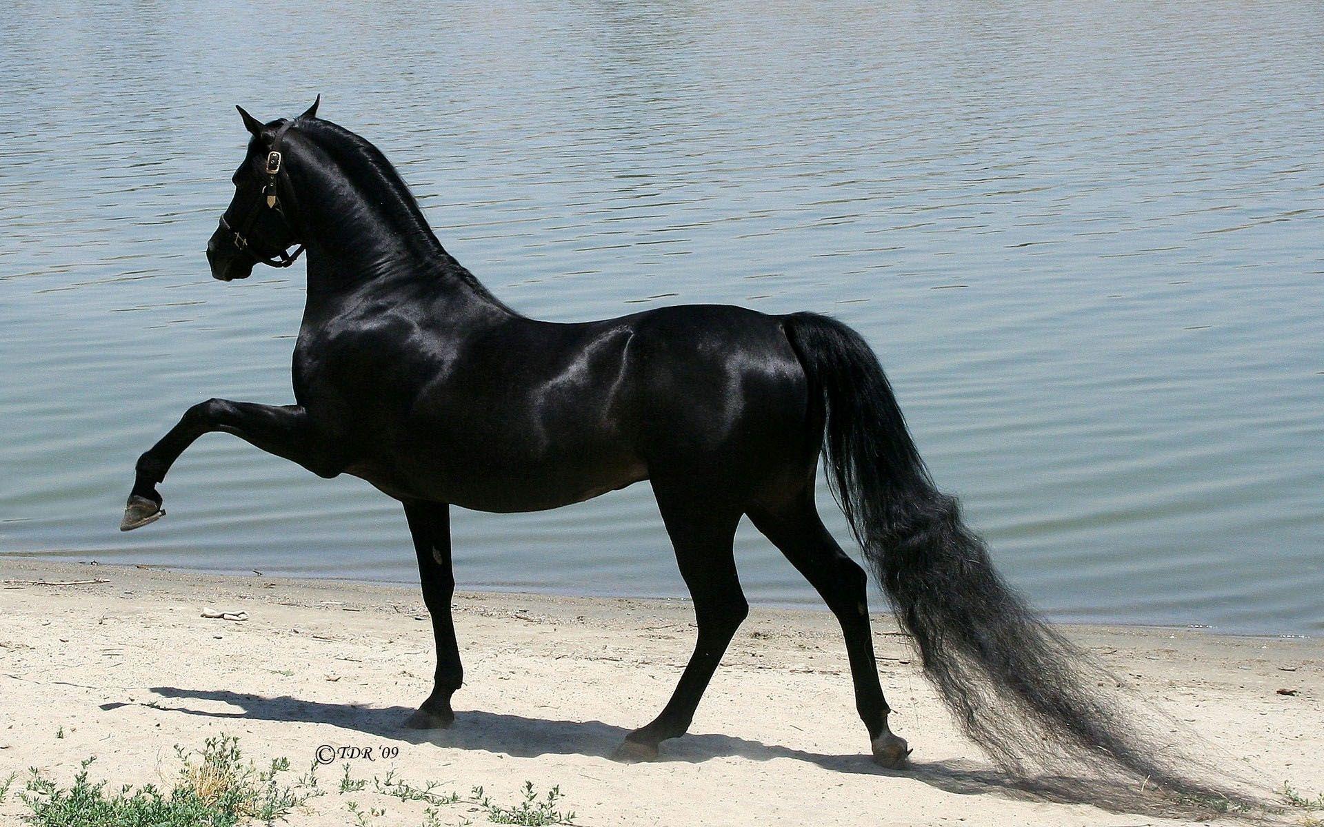 Black Arabian Horse Wallpapers Top Free Black Arabian Horse