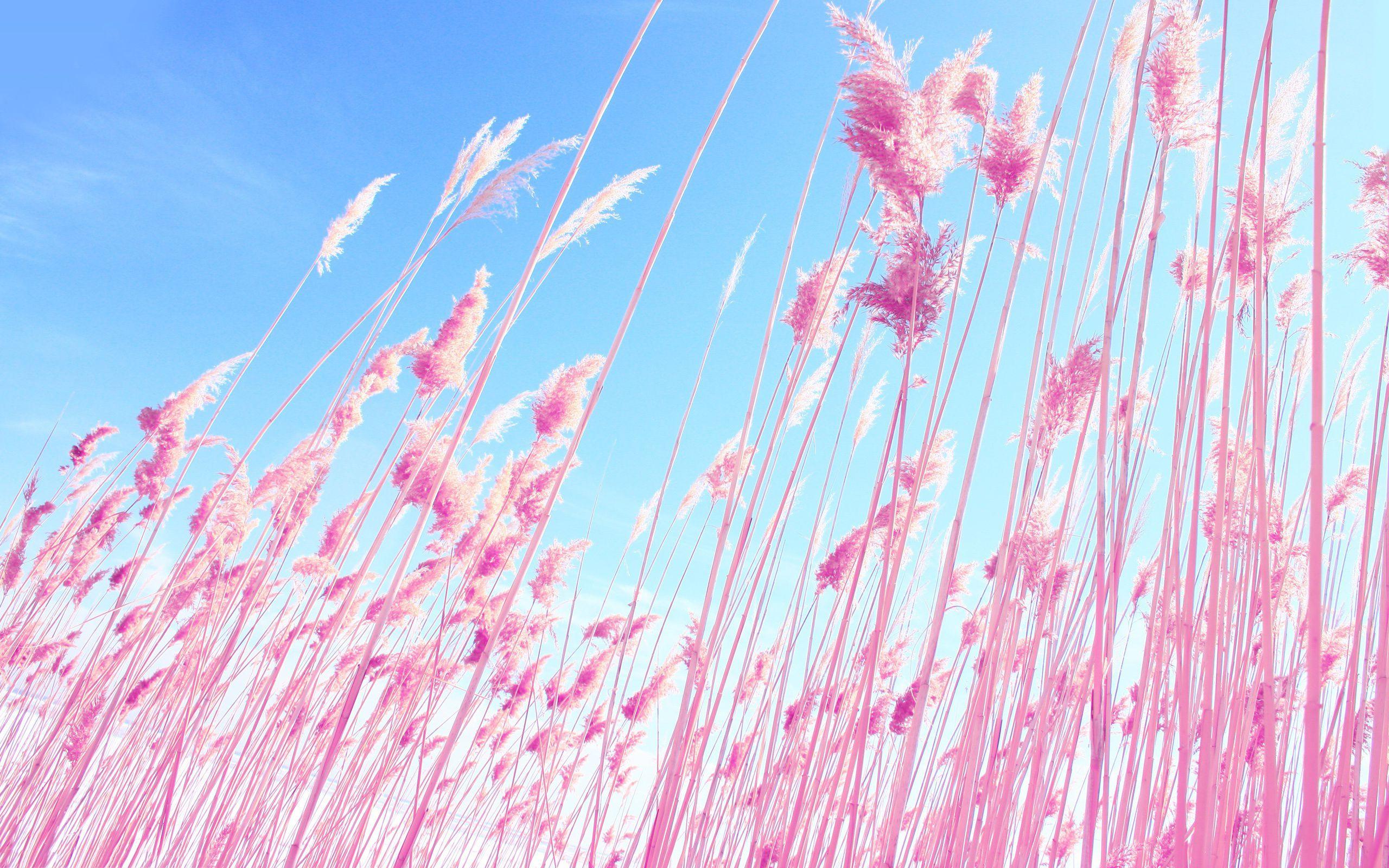 Pink Nature Wallpapers Top Free Pink Nature Backgrounds WallpaperAccess
