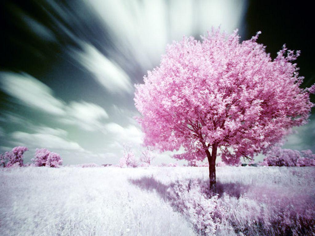 Pink Nature Wallpapers Top Free Pink Nature Backgrounds WallpaperAccess
