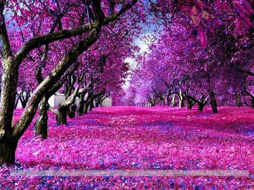 Pink Nature Wallpapers Top Free Pink Nature Backgrounds WallpaperAccess