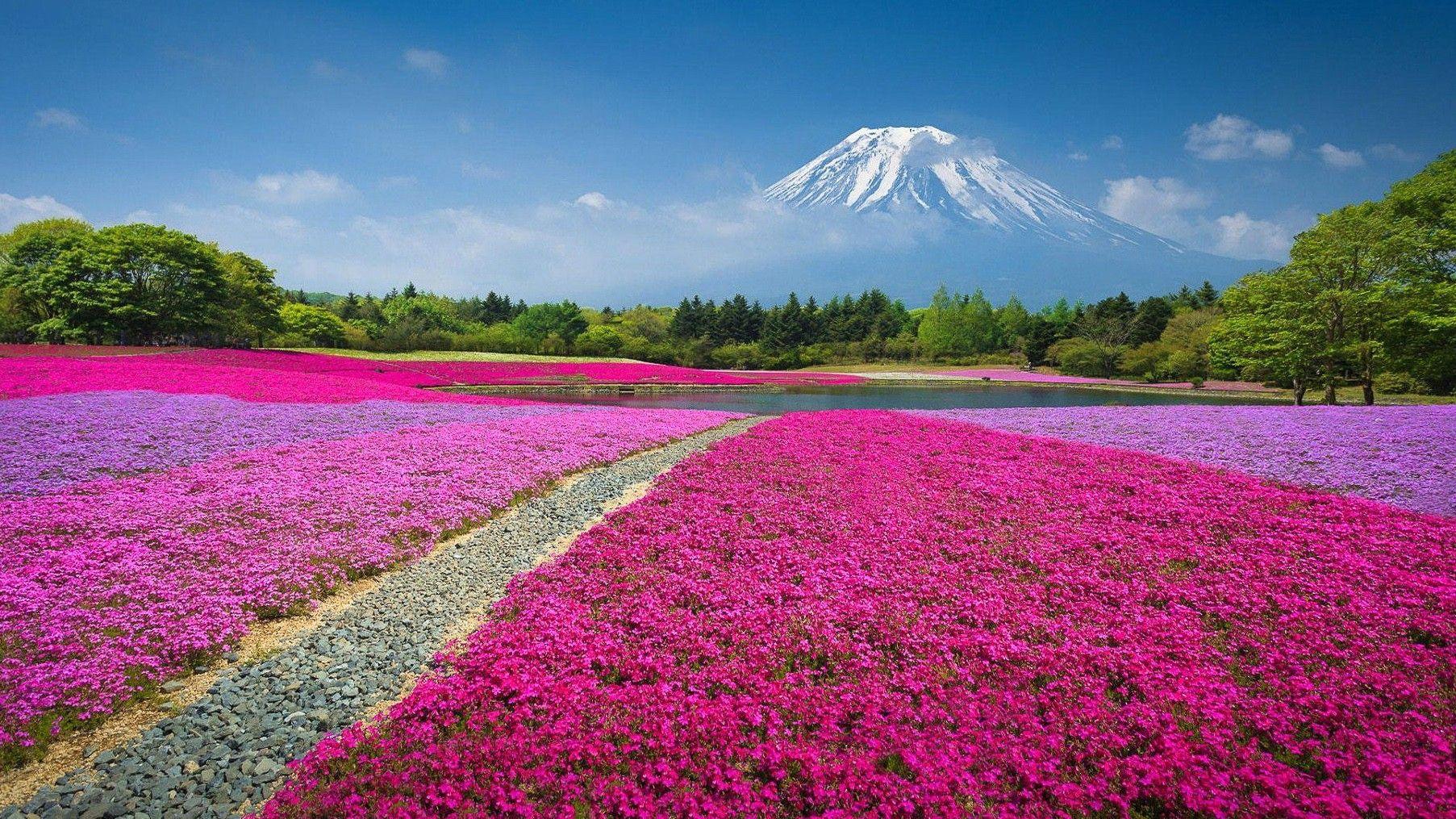 Pink Nature Wallpapers Top Free Pink Nature Backgrounds WallpaperAccess