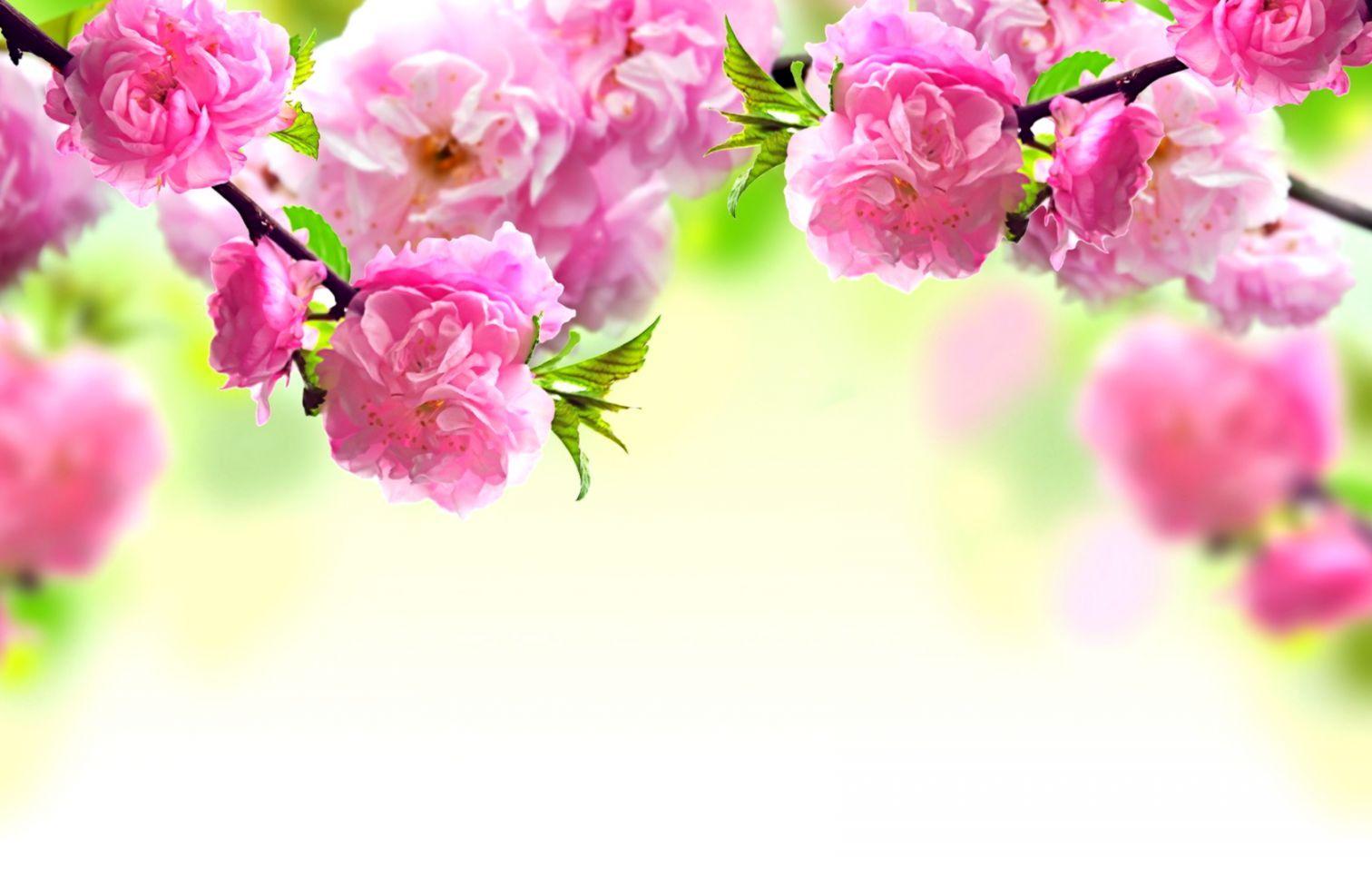Pink Nature Wallpapers Top Free Pink Nature Backgrounds WallpaperAccess