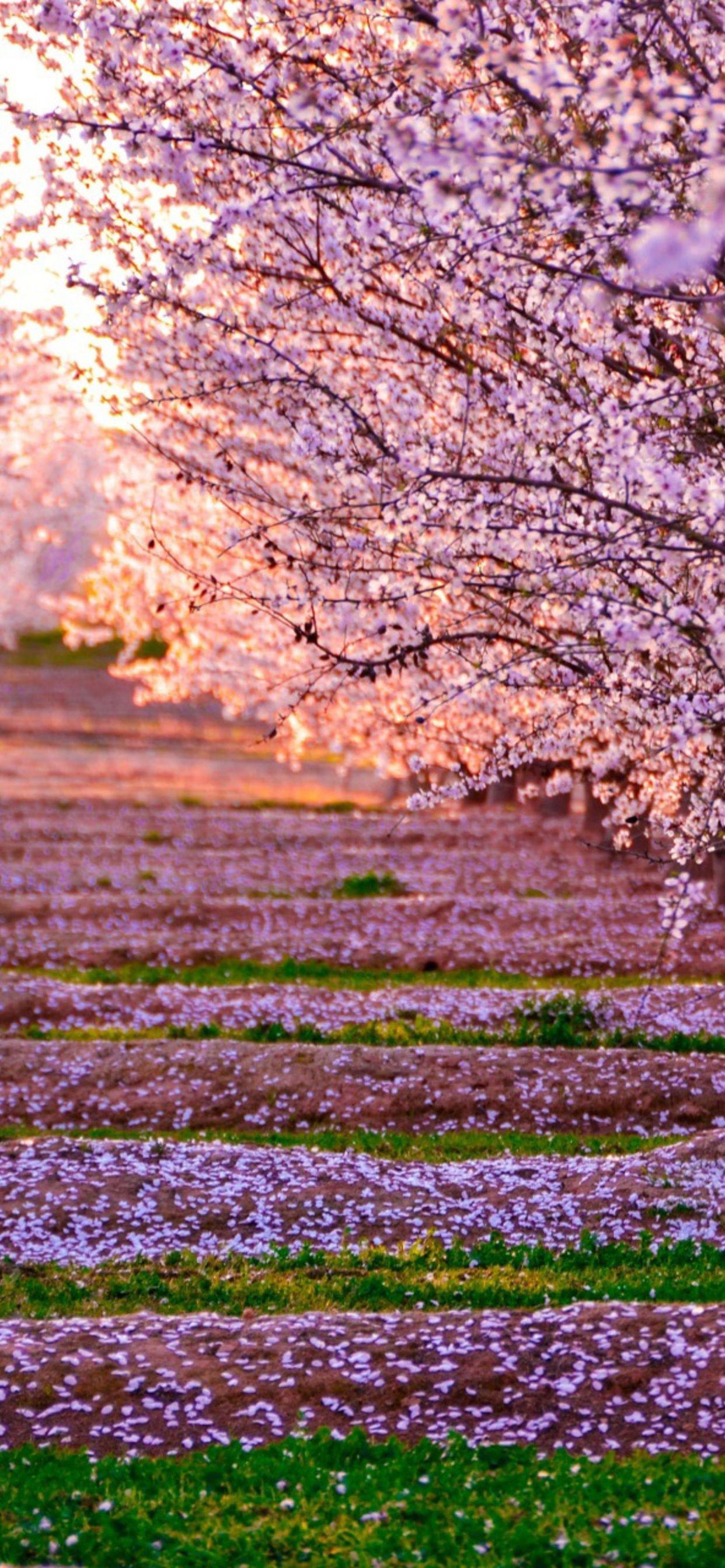 Pink Nature Wallpapers Top Free Pink Nature Backgrounds WallpaperAccess