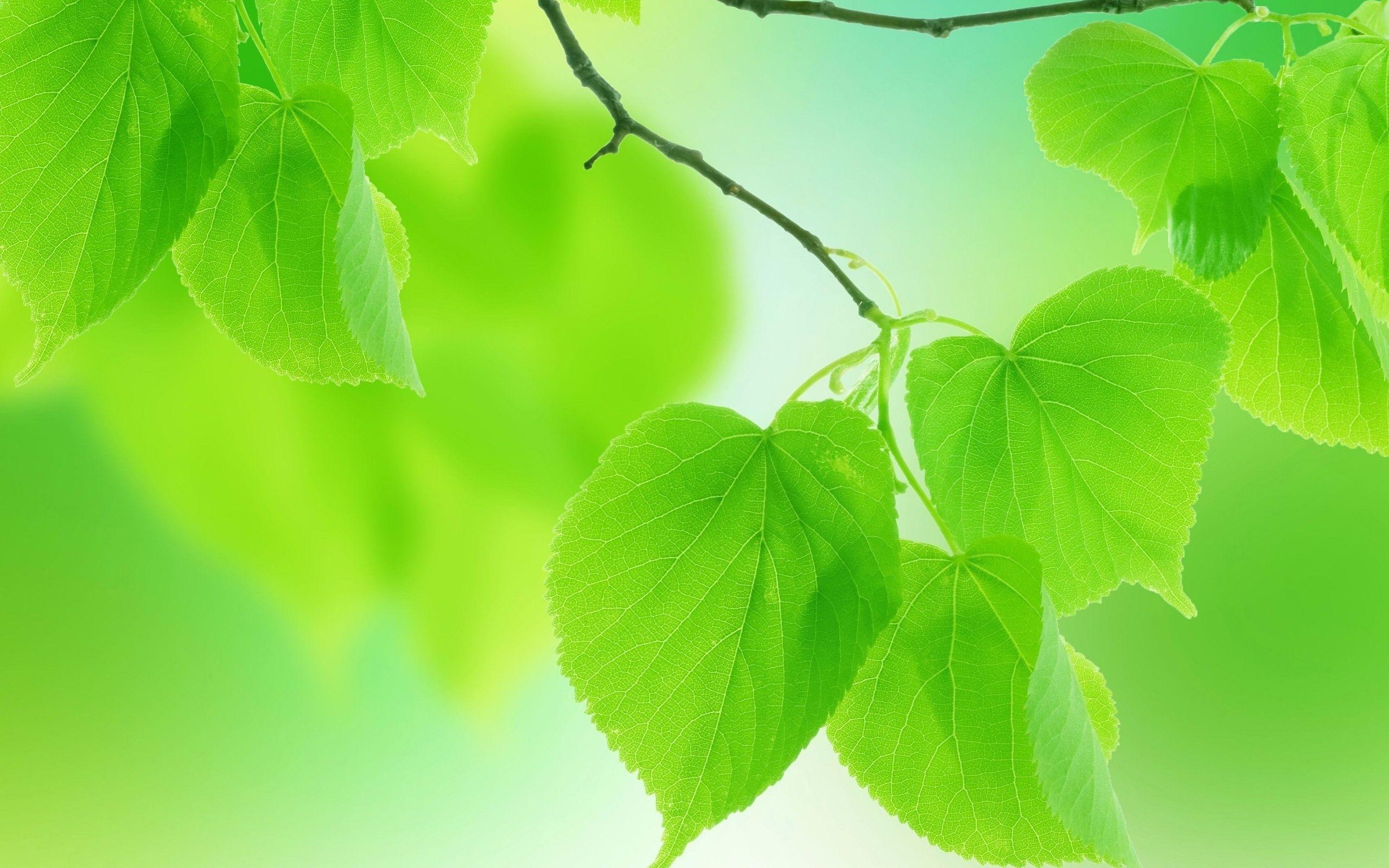 Green Leaf Wallpapers Top Free Green Leaf Backgrounds WallpaperAccess