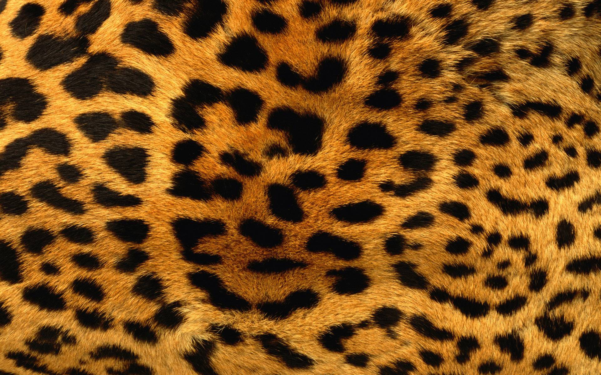 Animal Skin Wallpapers Top Free Animal Skin Backgrounds WallpaperAccess