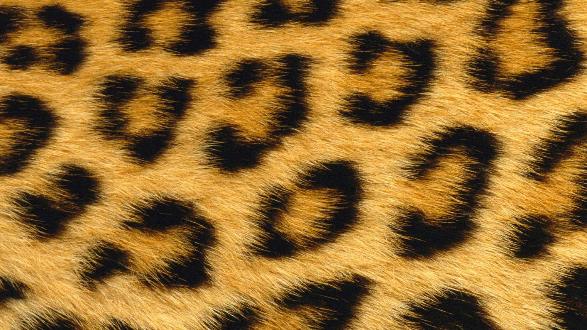 Animal Skin Wallpapers Top Free Animal Skin Backgrounds WallpaperAccess