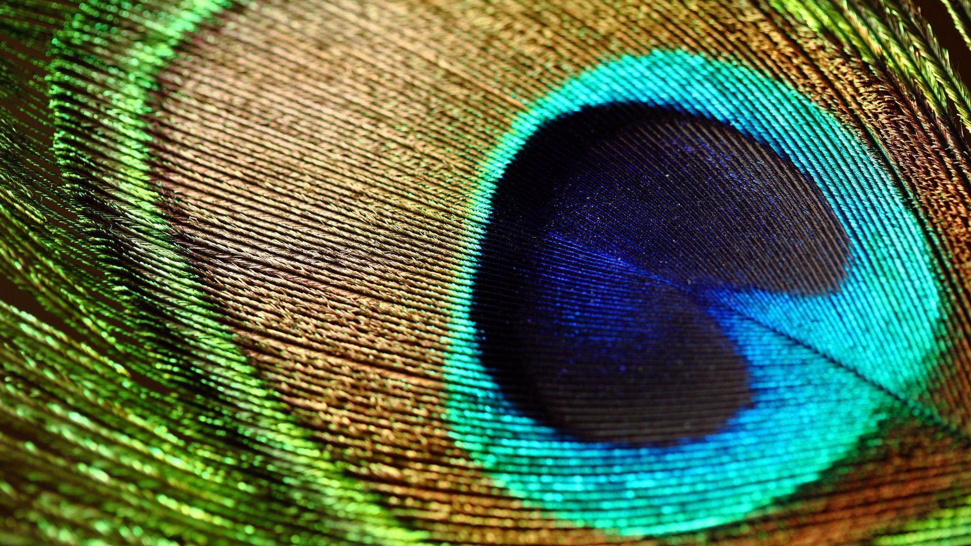 Peacock Feather Wallpapers Top Free Peacock Feather Backgrounds WallpaperAccess