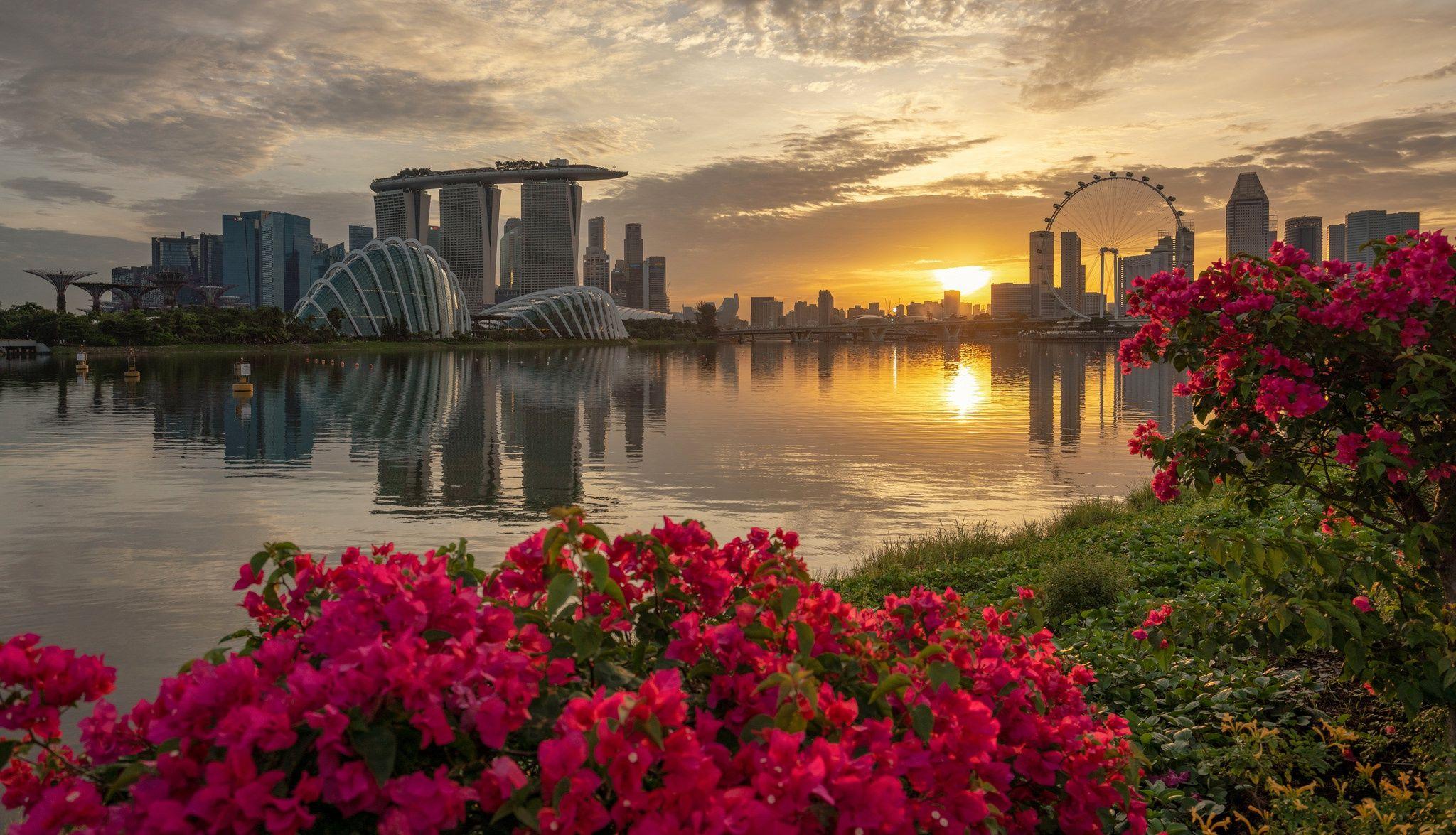 Singapore Flower Wallpapers Top Free Singapore Flower Backgrounds