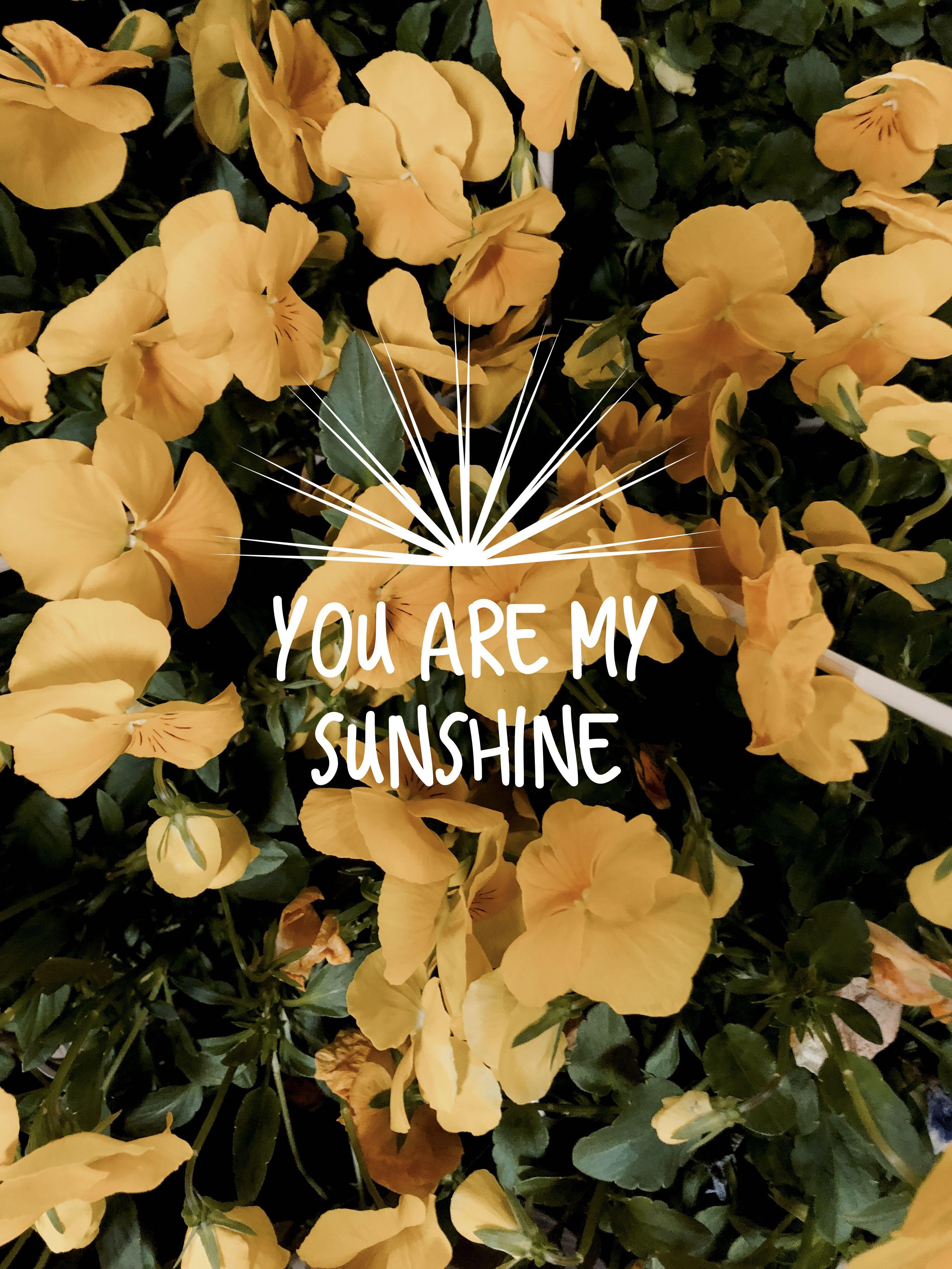 You Are My Sunshine Wallpapers Top Free You Are My Sunshine
