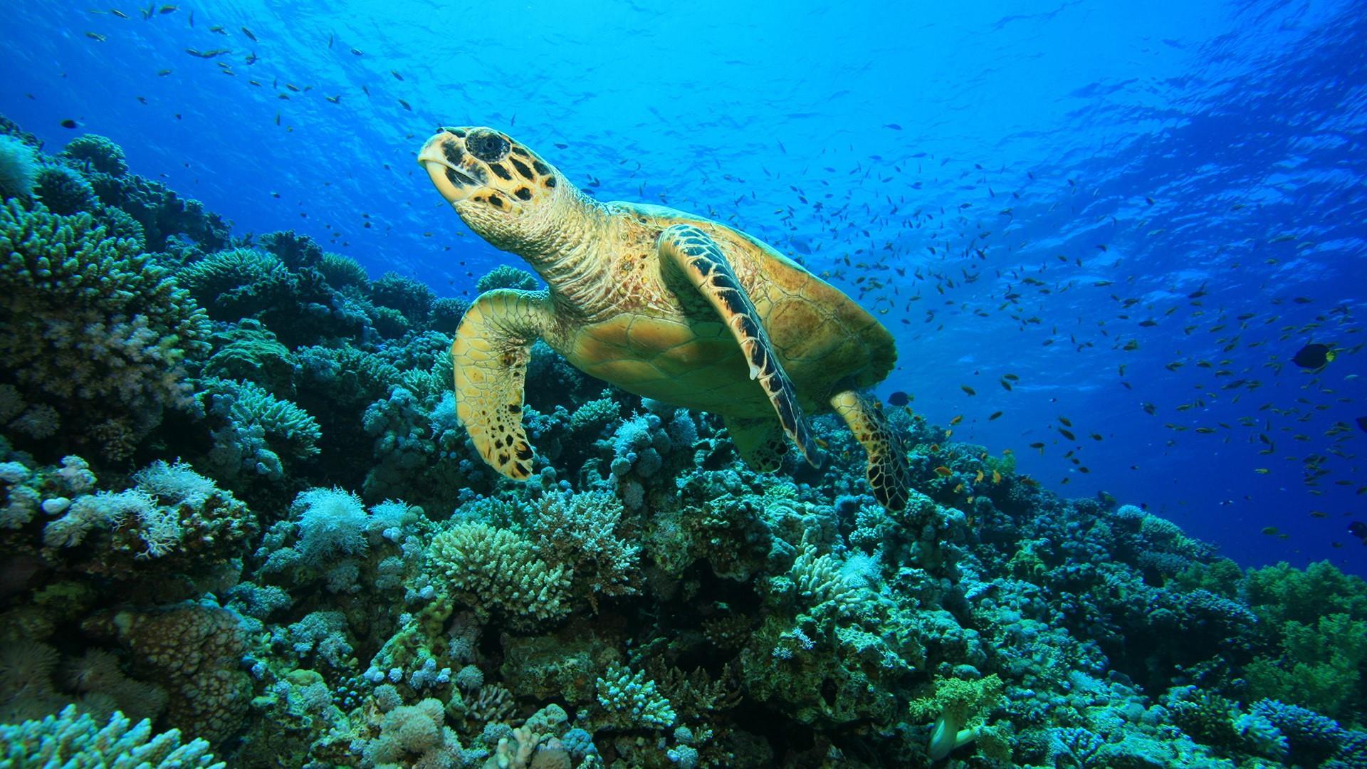 Turtle Wallpapers Top Free Turtle Backgrounds WallpaperAccess