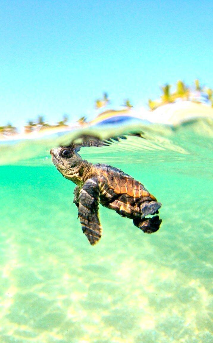 Baby Sea Turtle Wallpapers Top Free Baby Sea Turtle Backgrounds