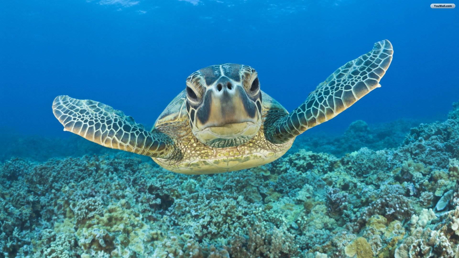 Baby Sea Turtle Wallpapers Top Free Baby Sea Turtle Backgrounds