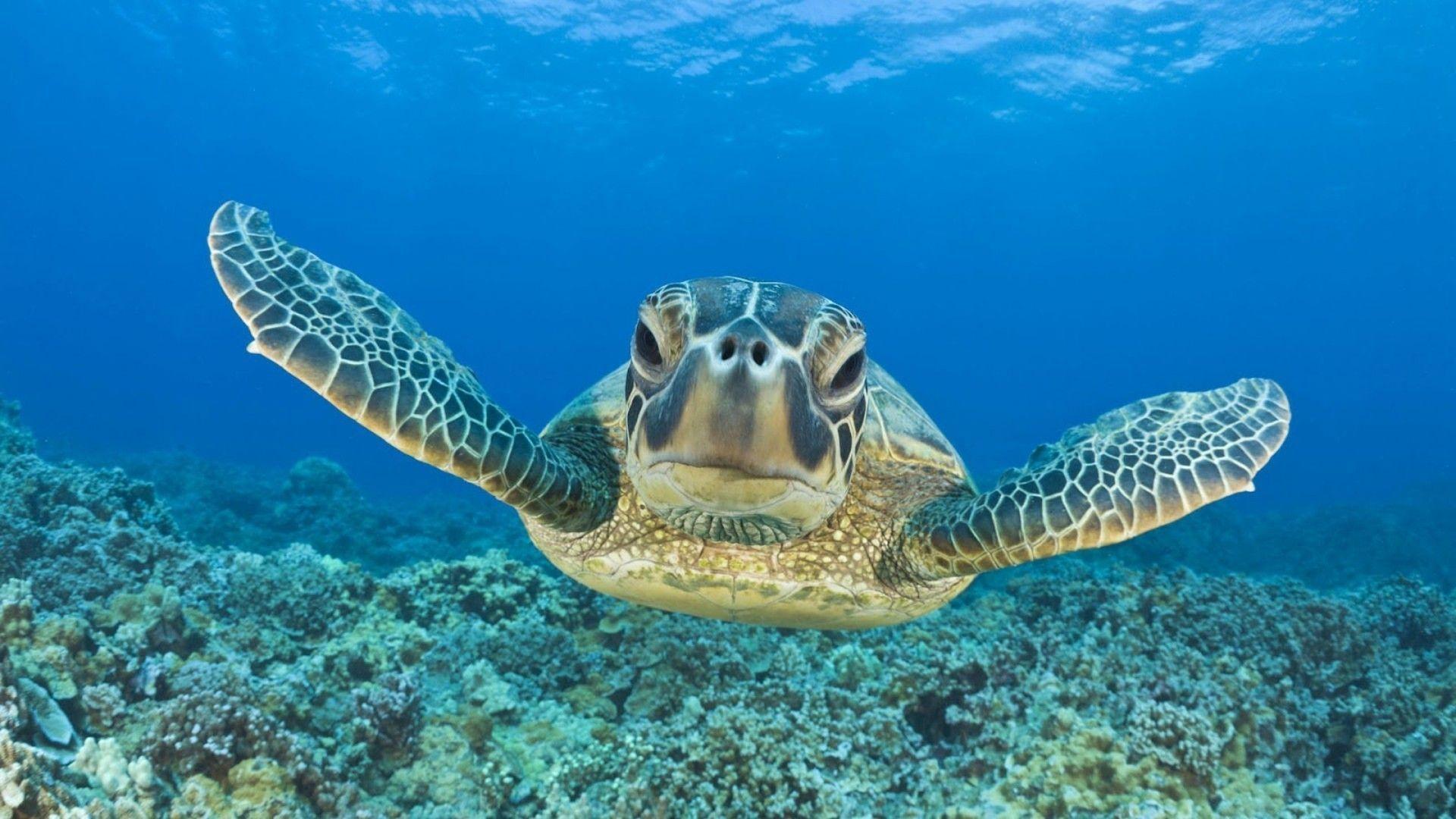 Sea Turtle Desktop Wallpaper