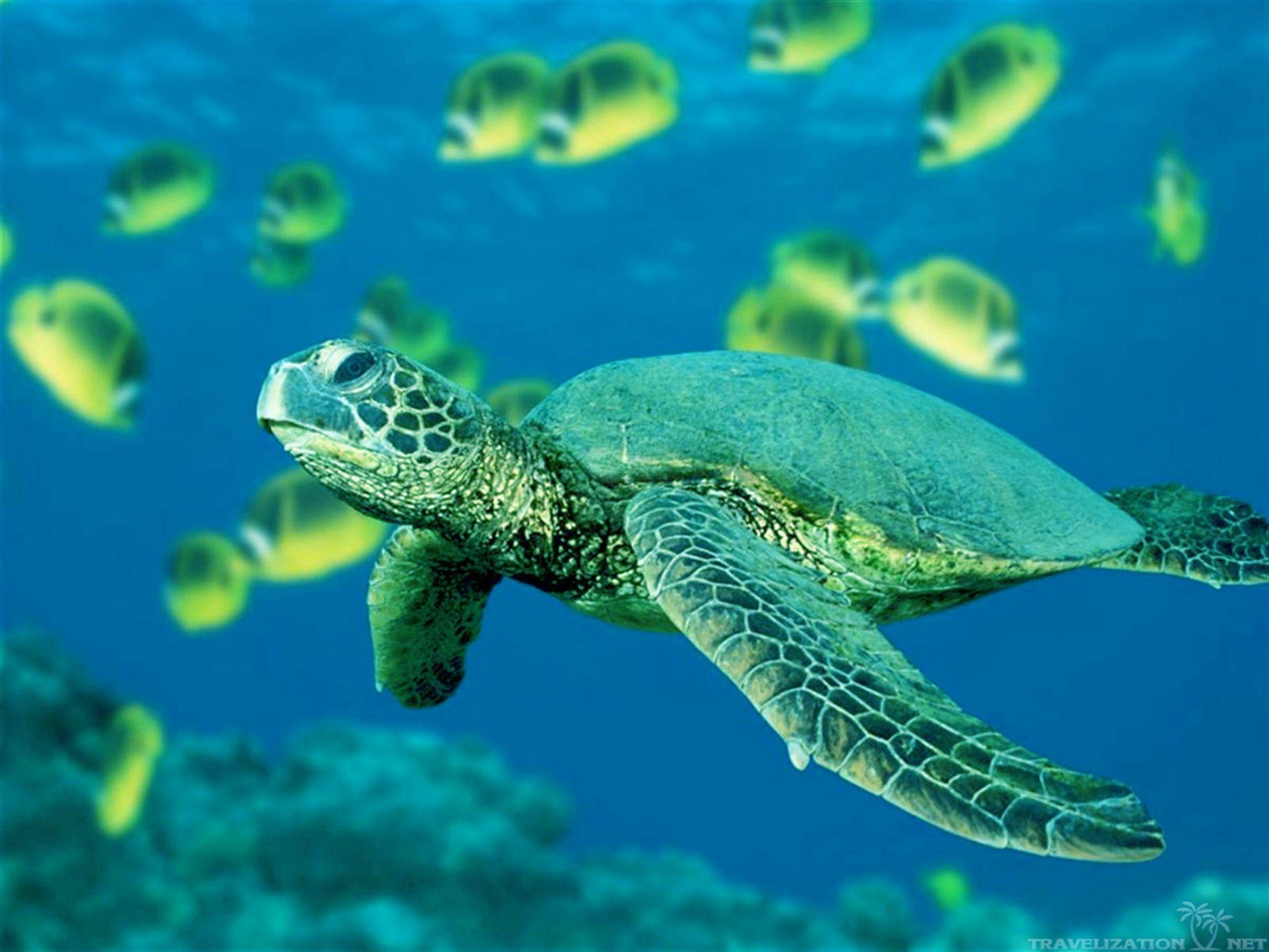 Baby Sea Turtle Wallpapers Top Free Baby Sea Turtle Backgrounds