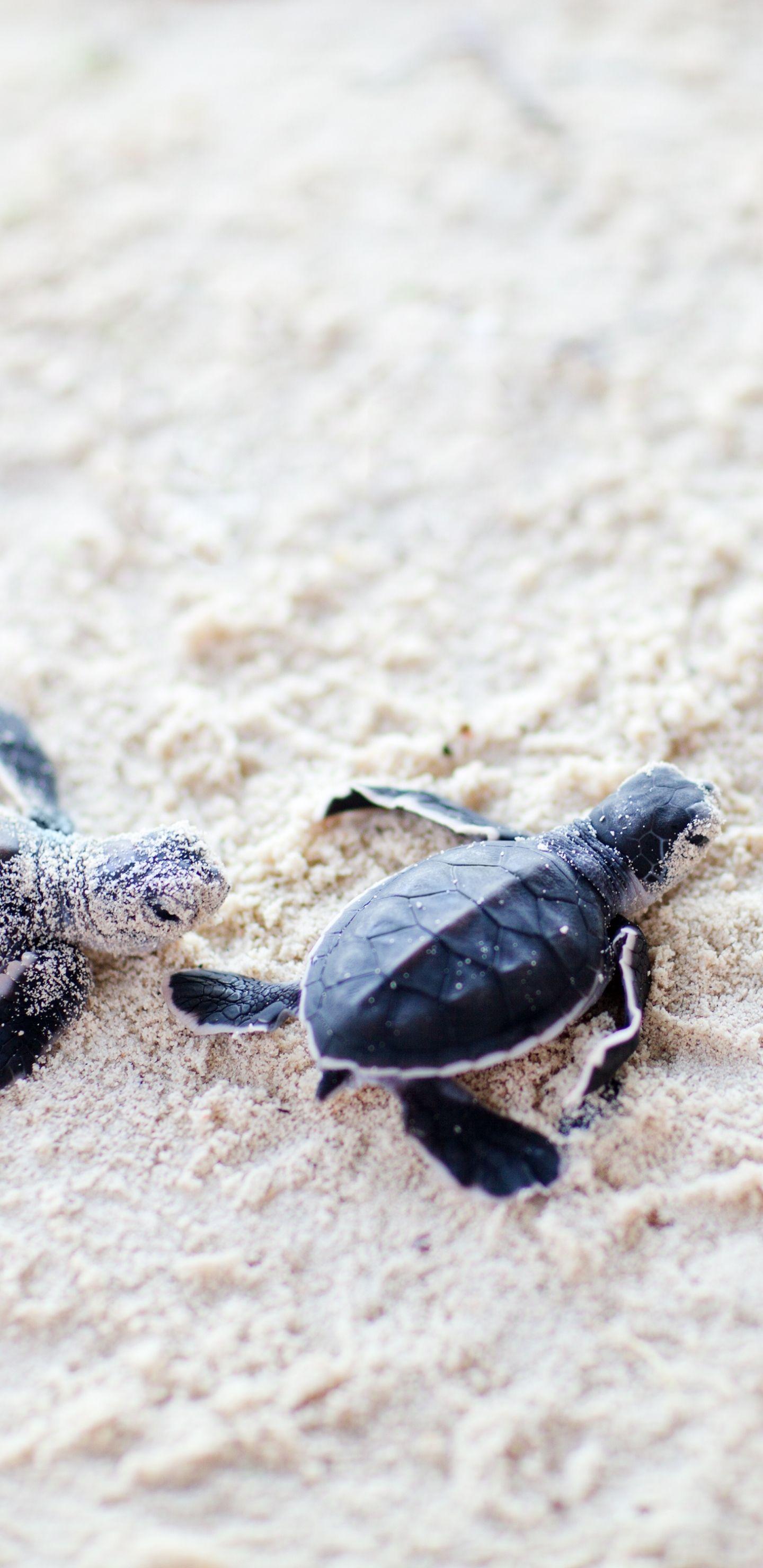 Baby Sea Turtle Wallpapers Top Free Baby Sea Turtle Backgrounds