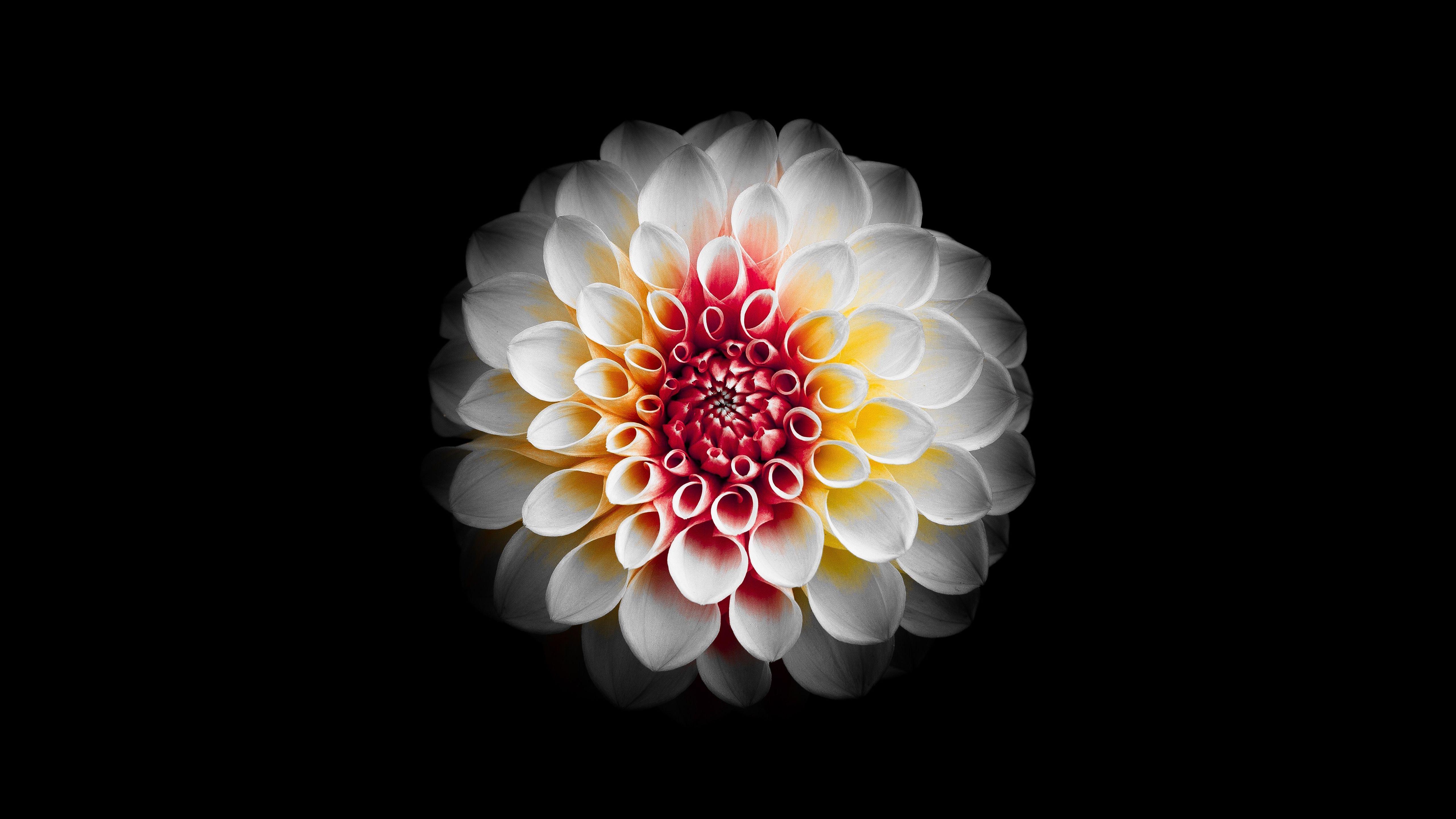 Dahlia Flower Wallpapers Top Free Dahlia Flower Backgrounds