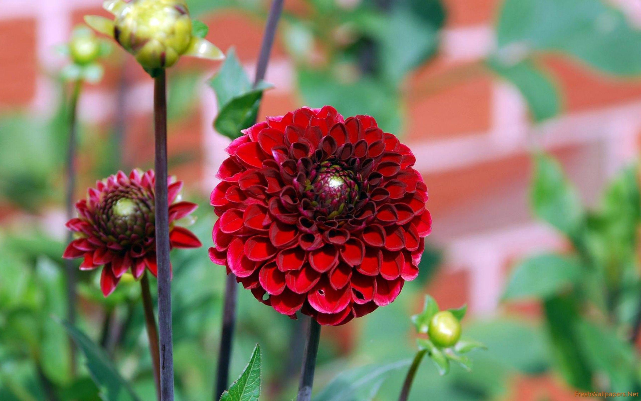 Dahlia Wallpapers Top Free Dahlia Backgrounds WallpaperAccess